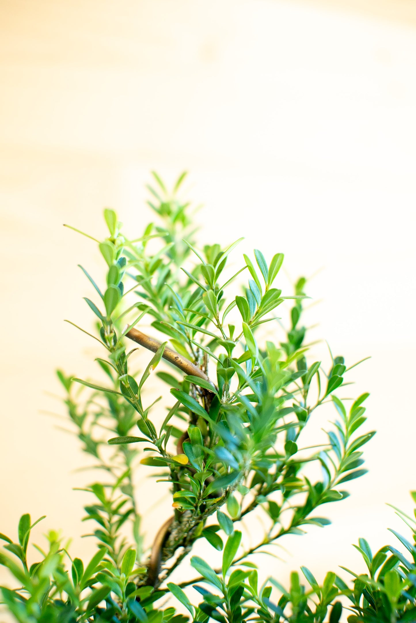 Syzygium buxifolium