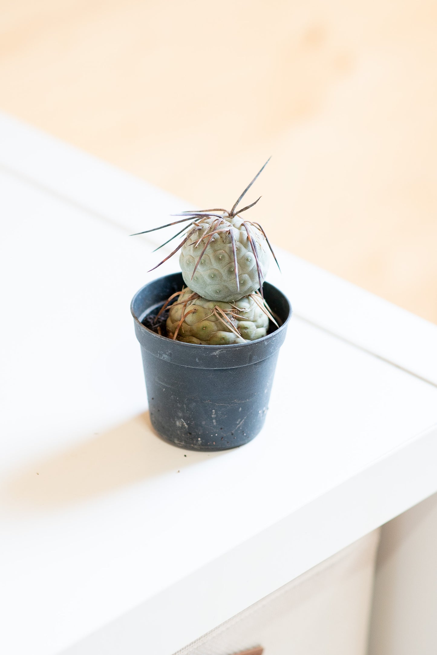 Tephrocactus geometricus
