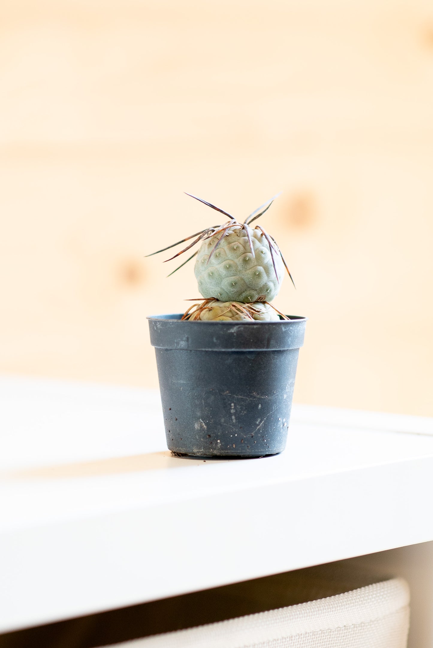 Tephrocactus geometricus