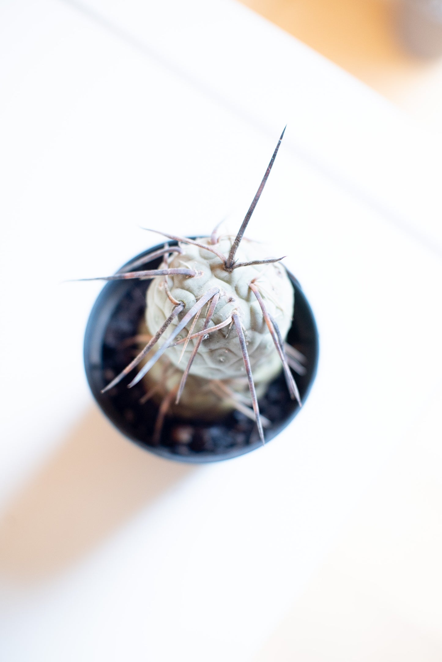 Tephrocactus geometricus