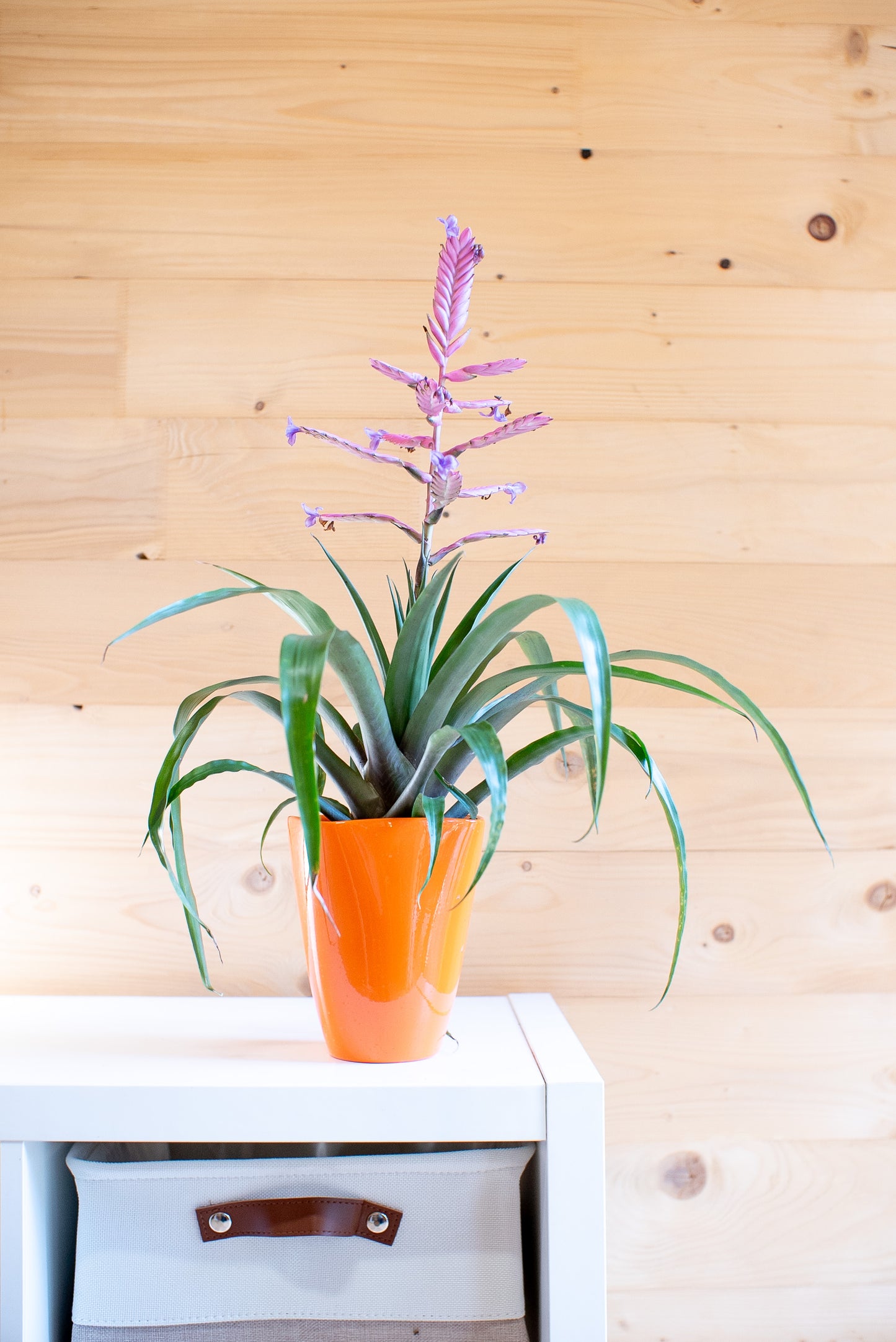 Tillandsia Andreas