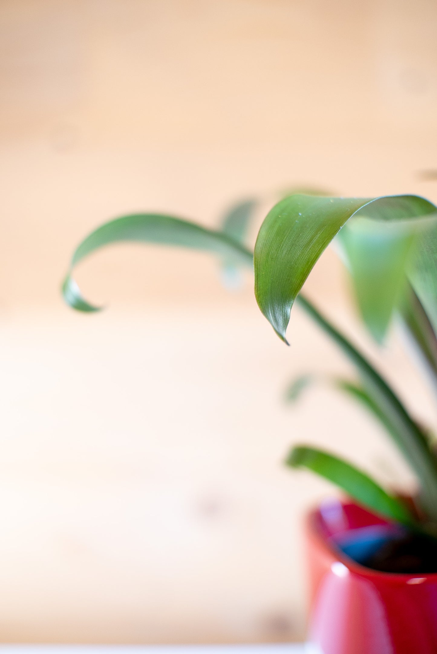 Tillandsia Andreas