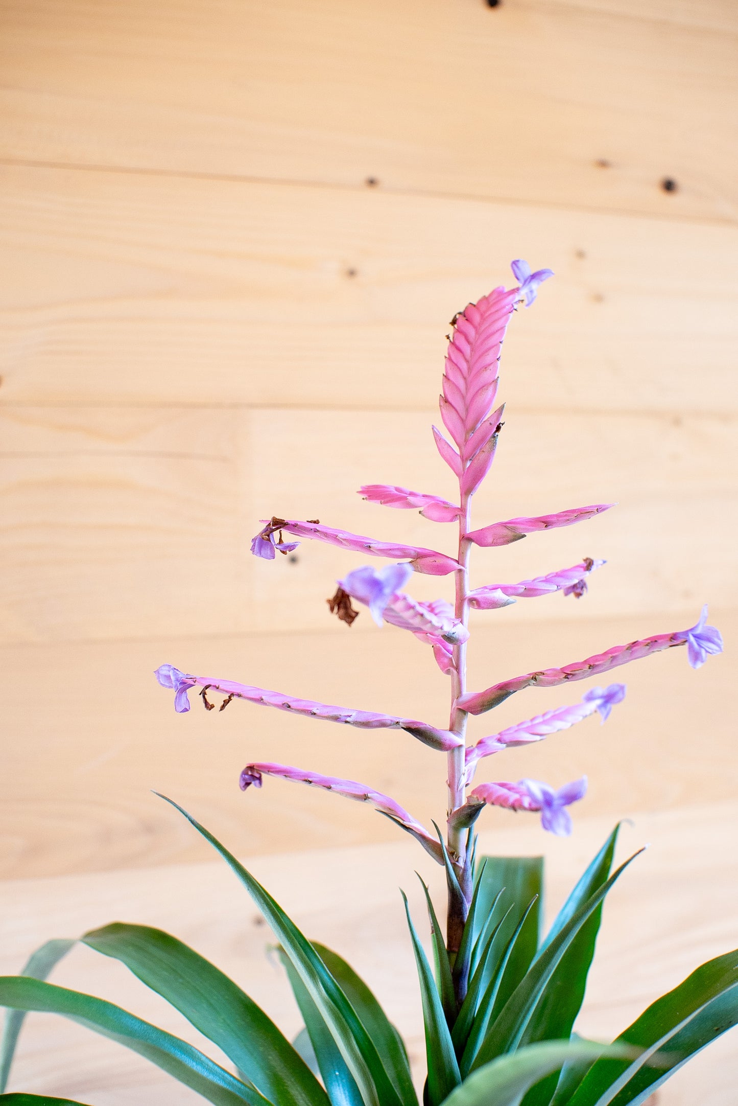 Tillandsia Andreas