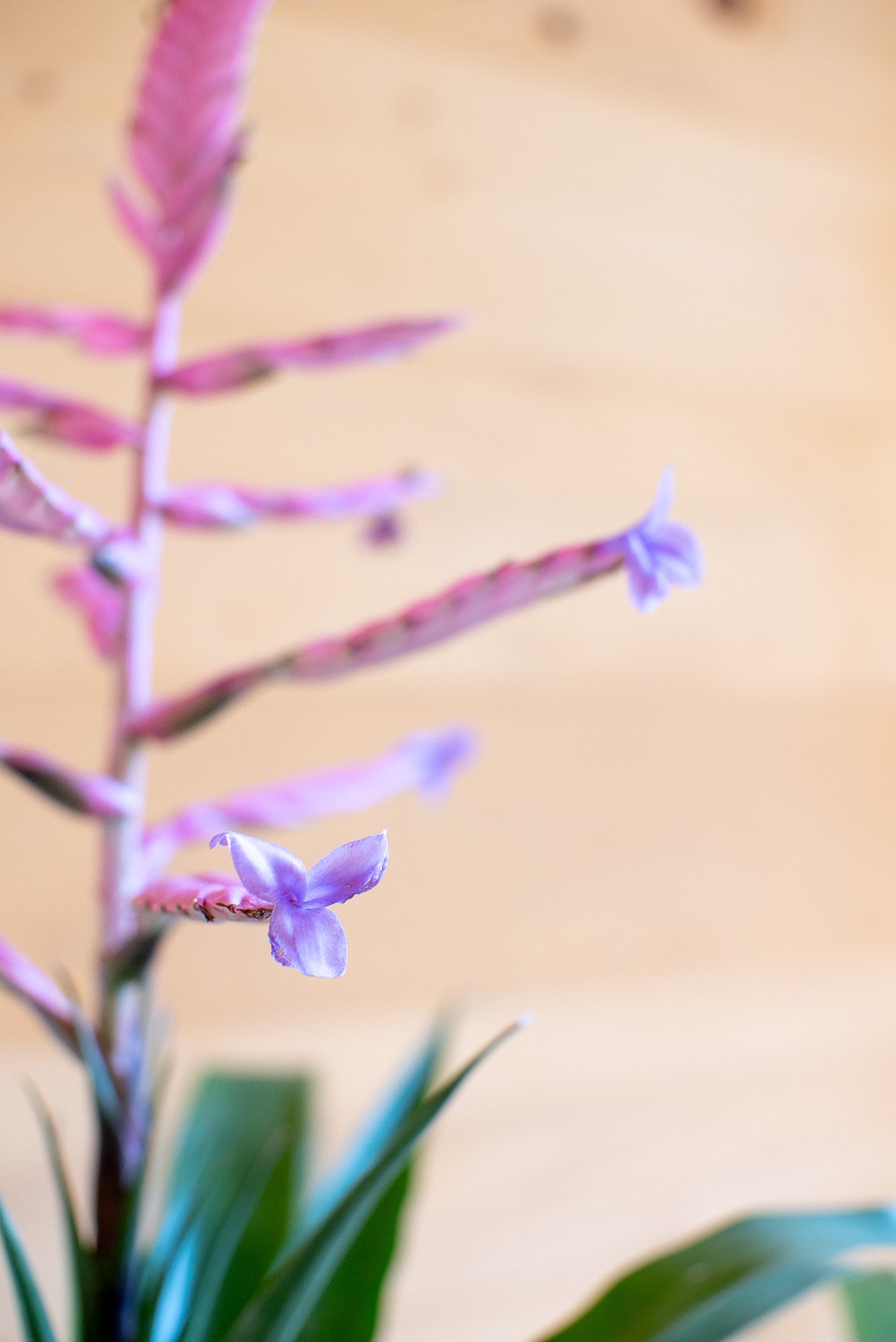 Tillandsia Andreas