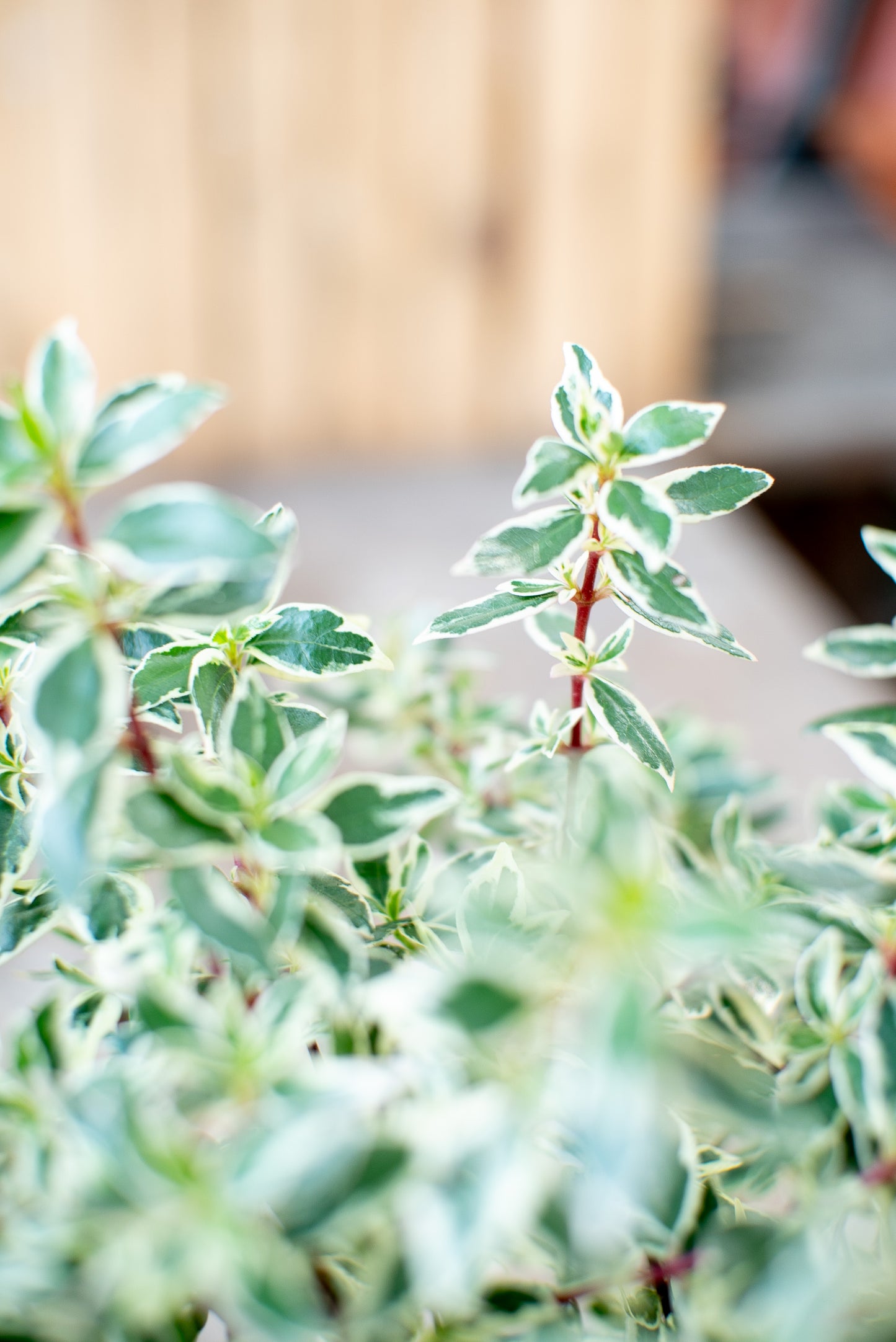 Abelia Confetti