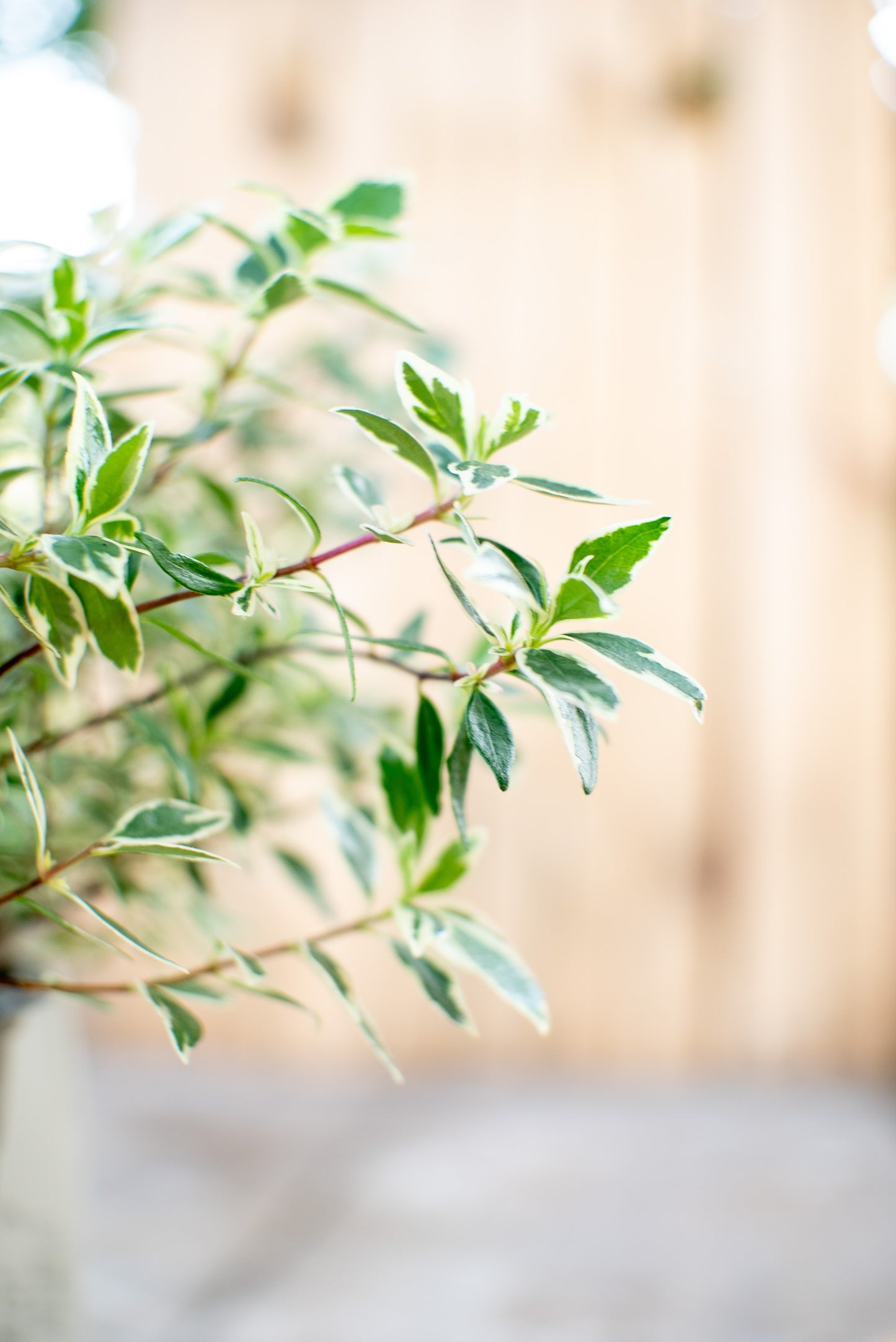 Abelia Confetti