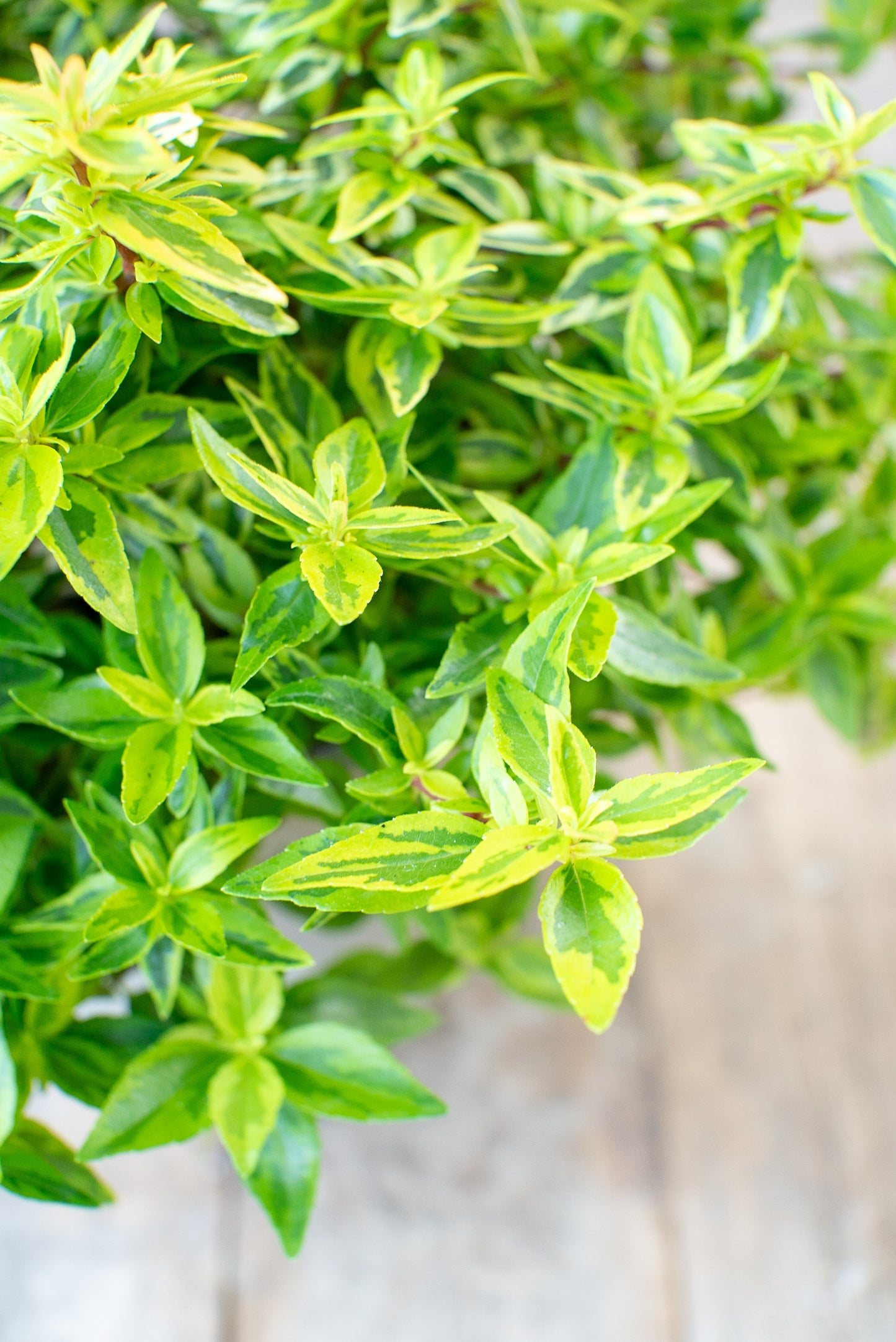 Abelia Variegata