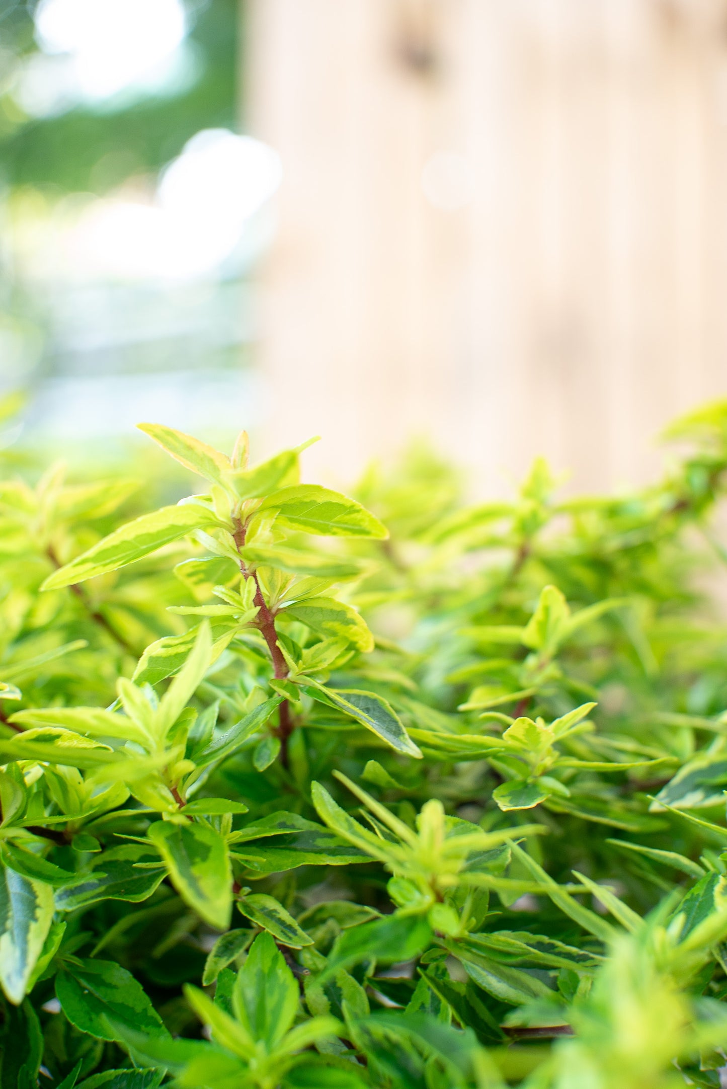 Abelia Variegata