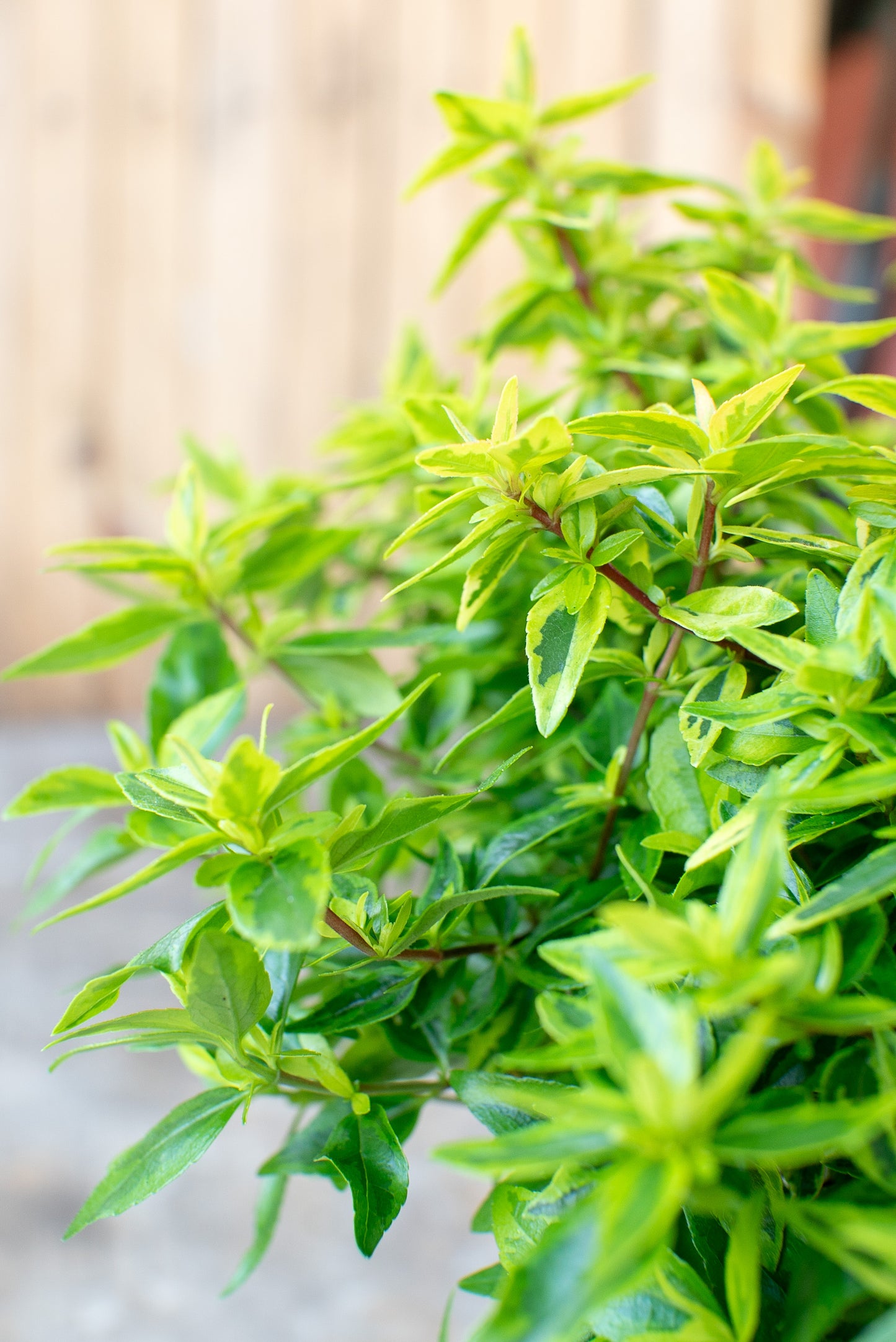 Abelia Variegata
