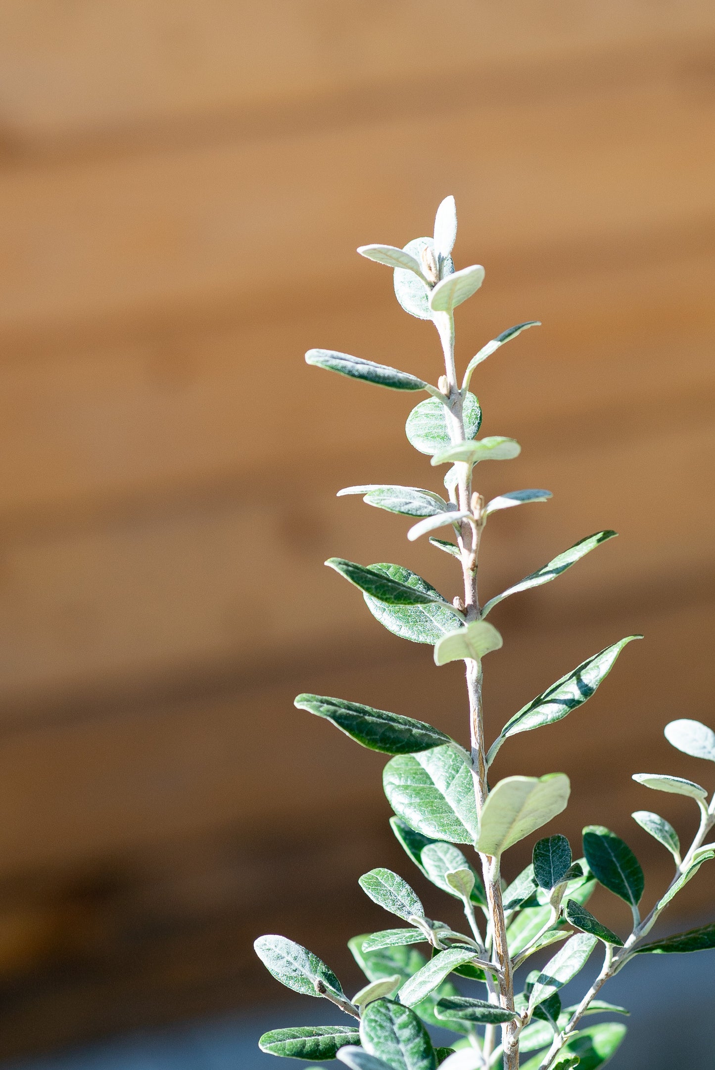 Acca Sellowiana (Fejoa)