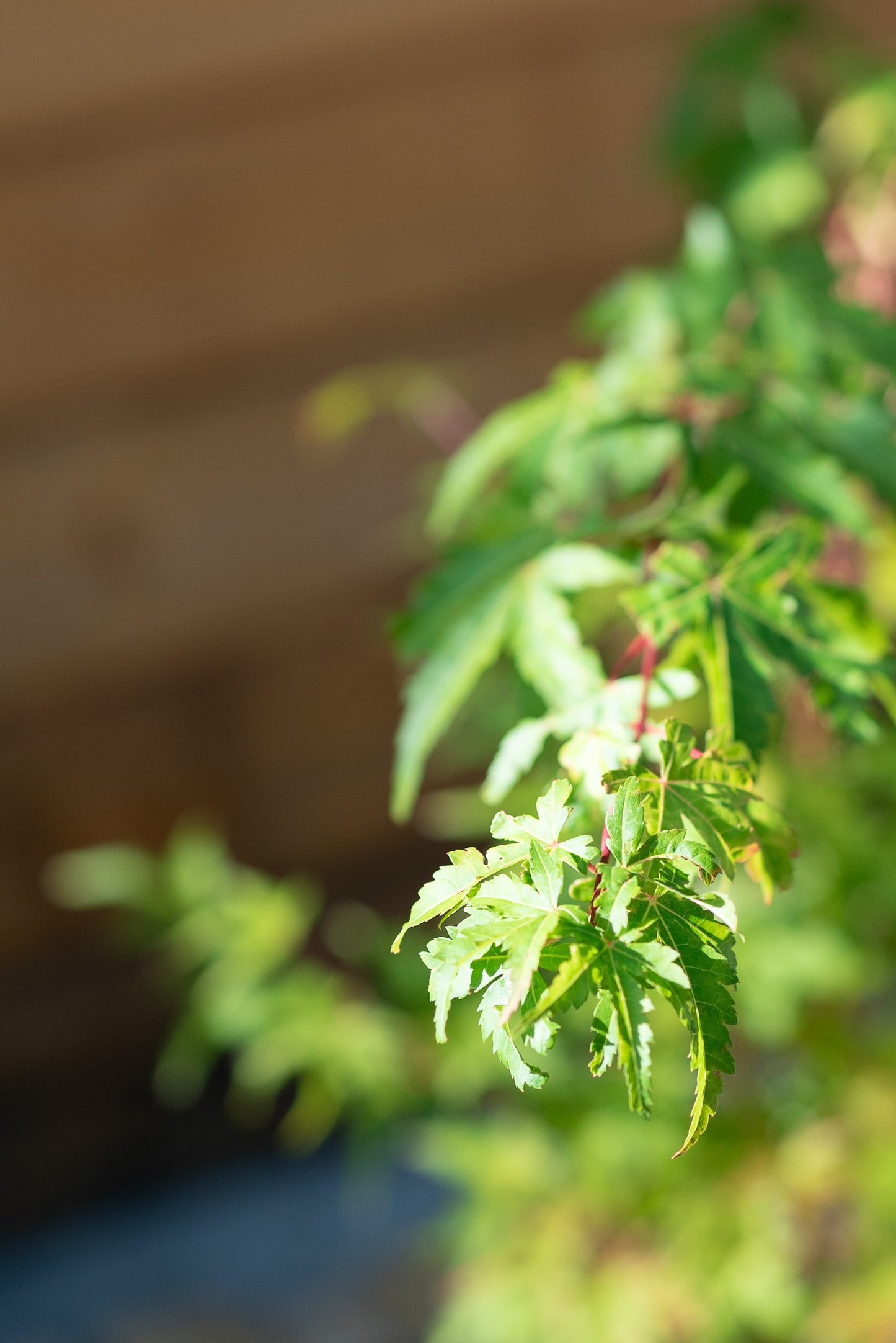 Acero Palmatum