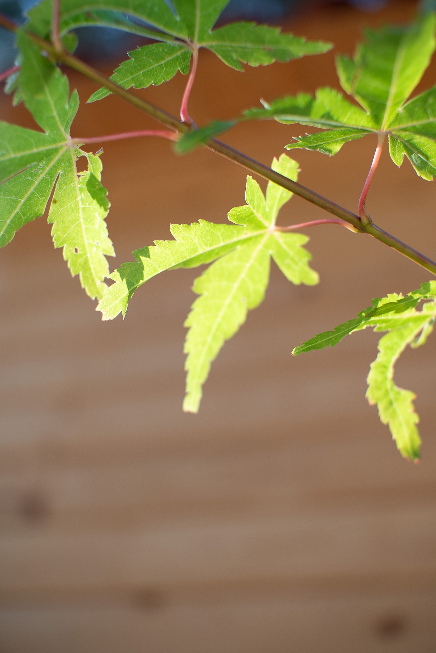 Acero Palmatum