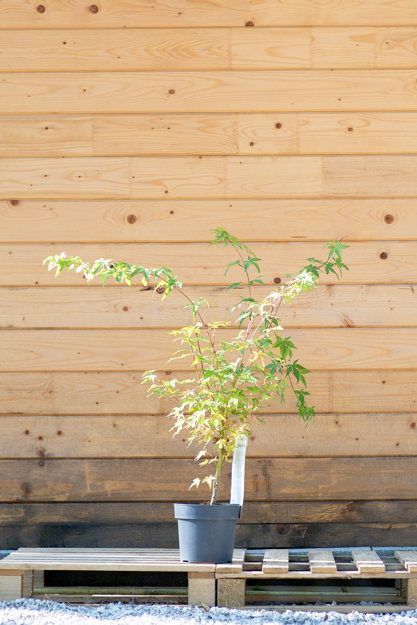 Acero giapponese (Acer palmatum)