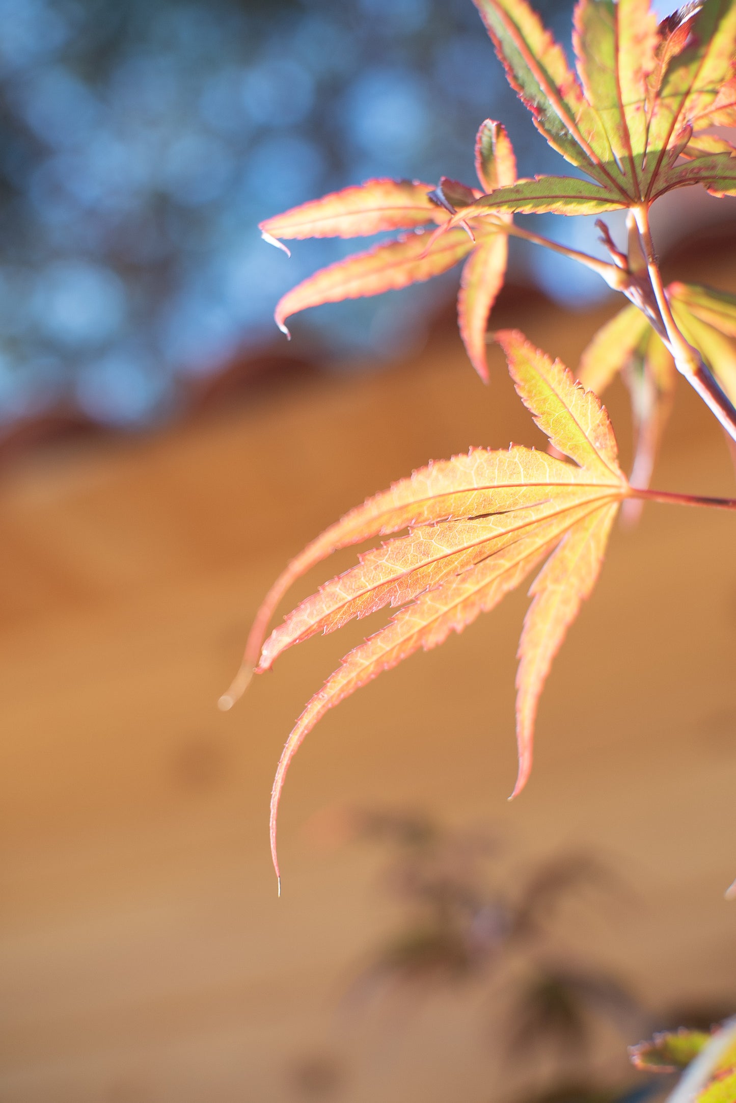 Acero Palmatum