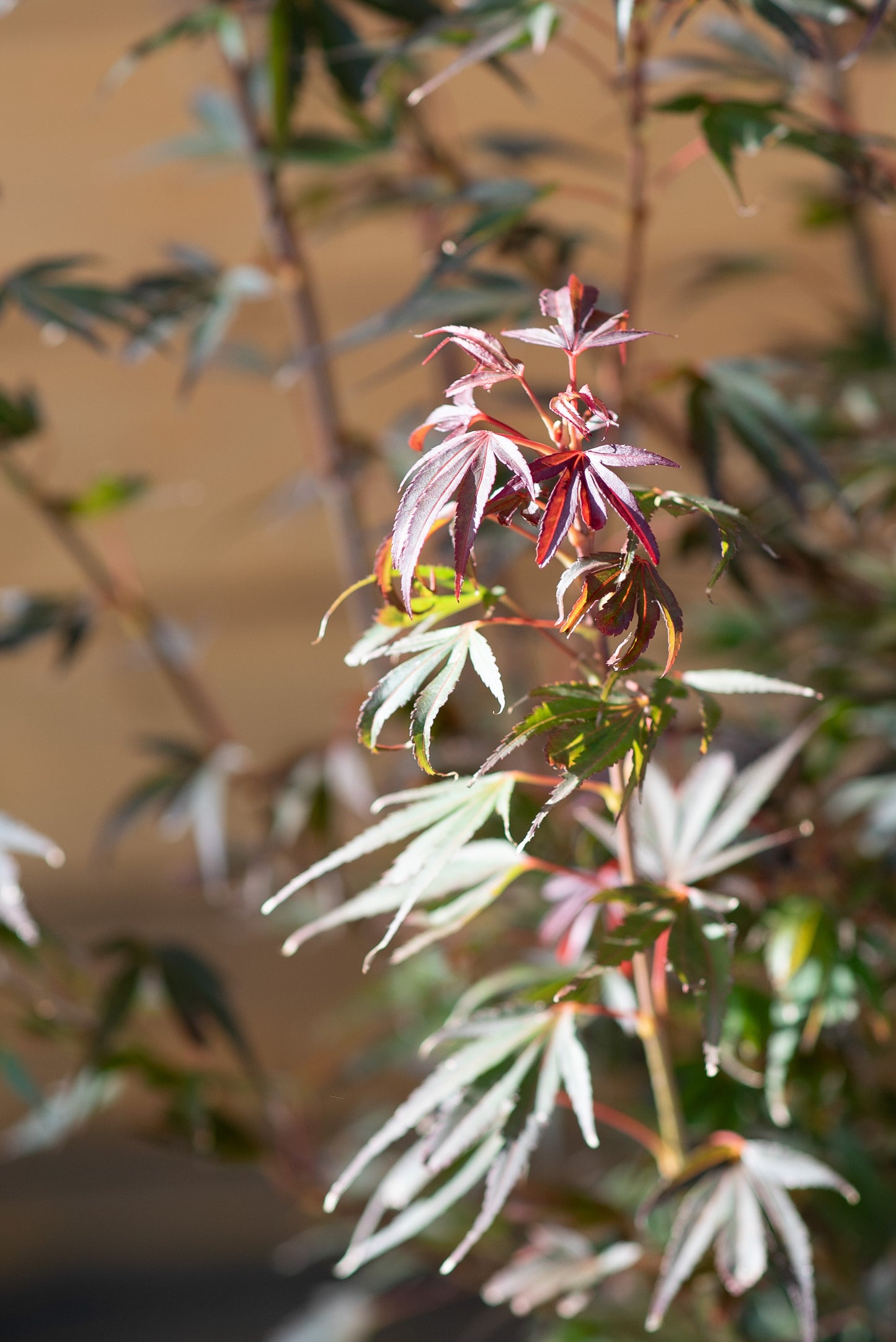 Acero Palmatum