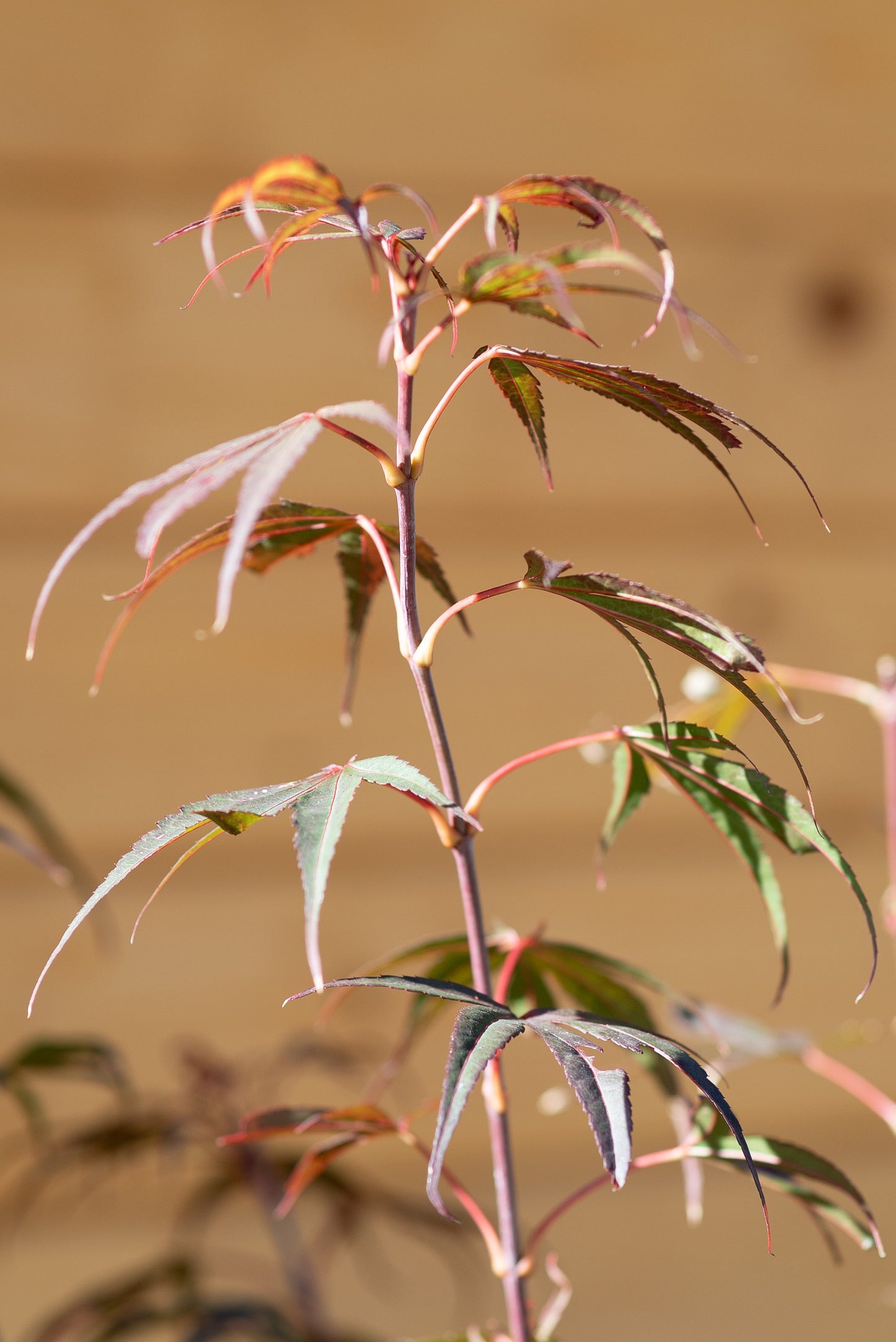Acero Palmatum
