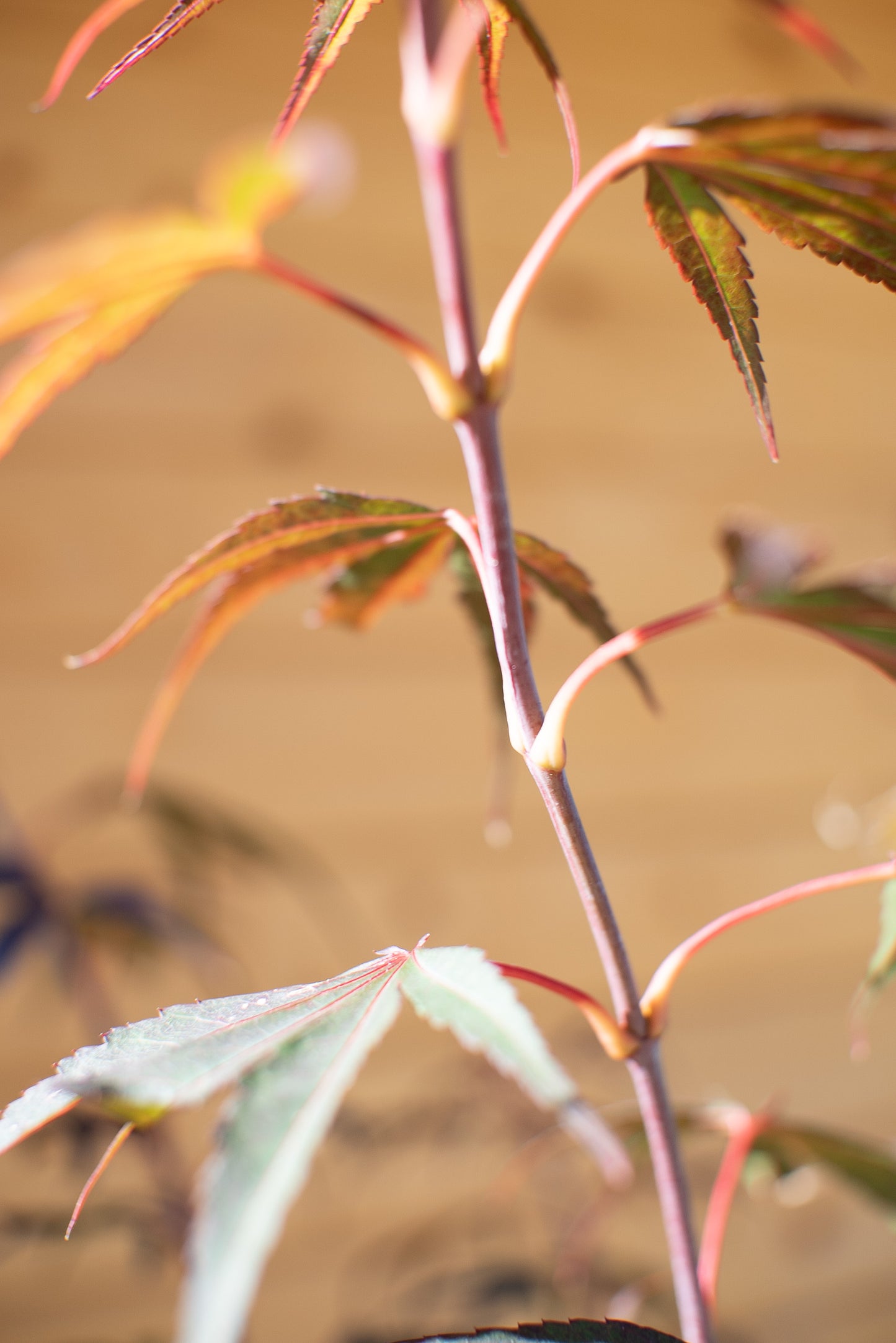 Acero Palmatum