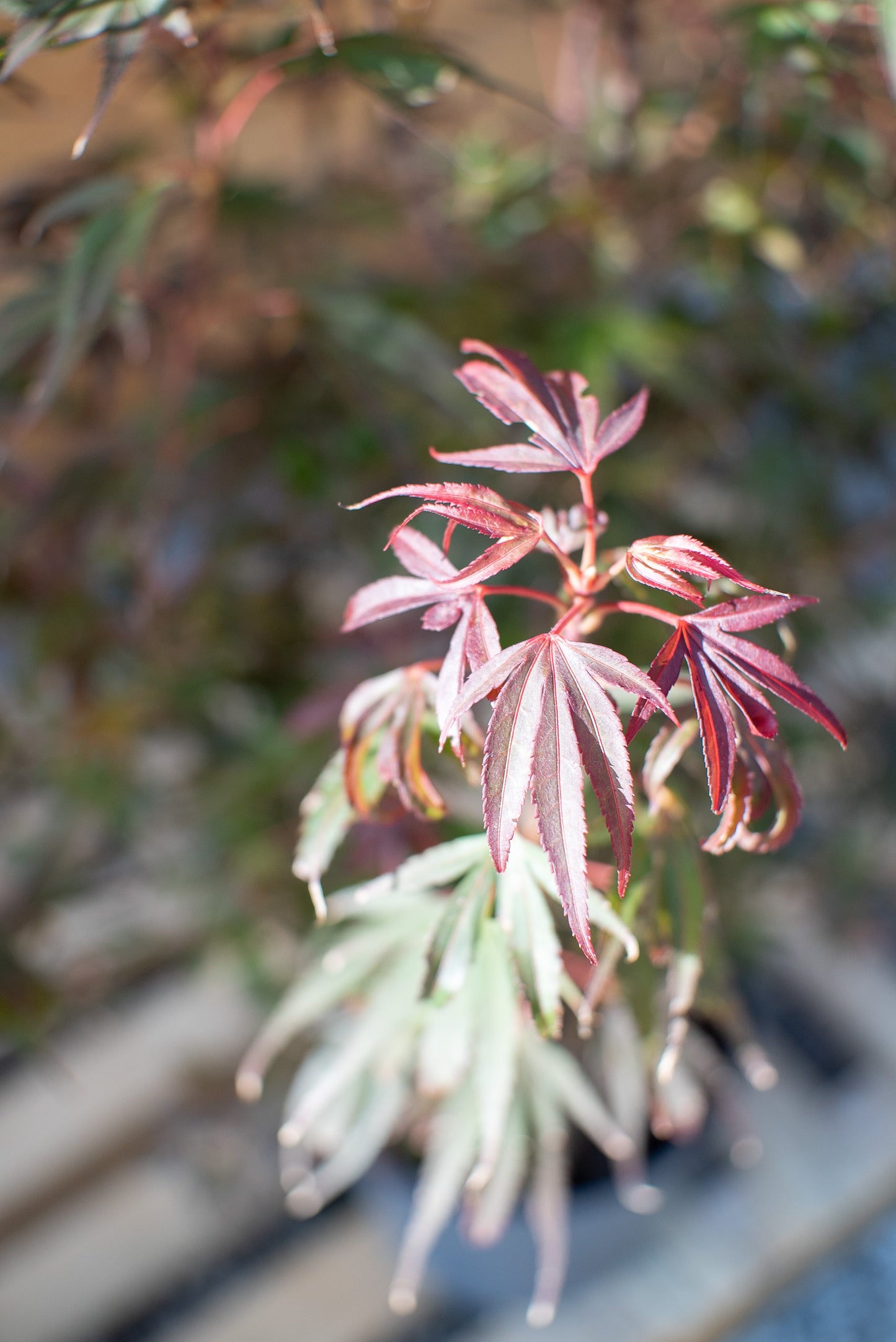 Acero Palmatum