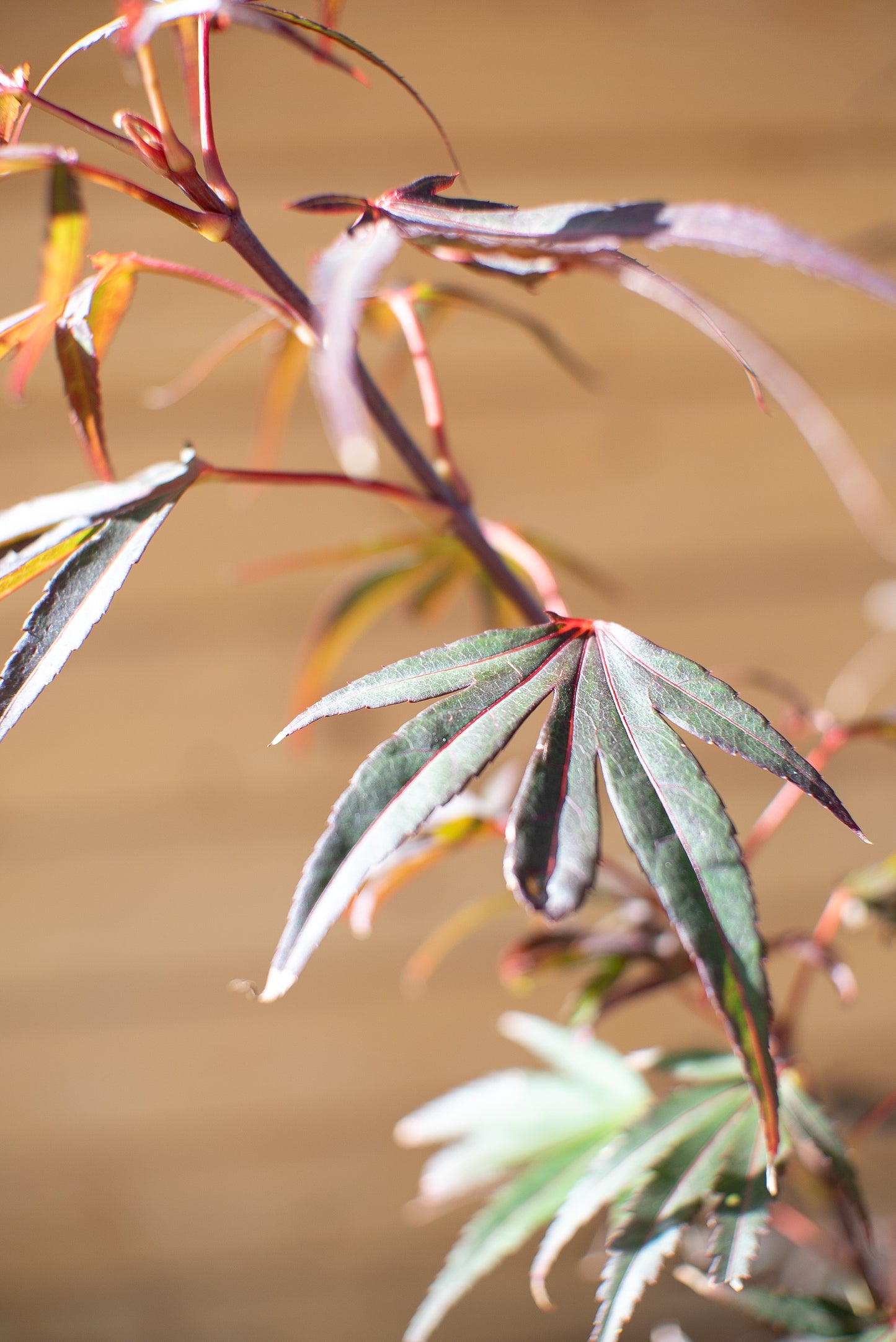 Acero Palmatum