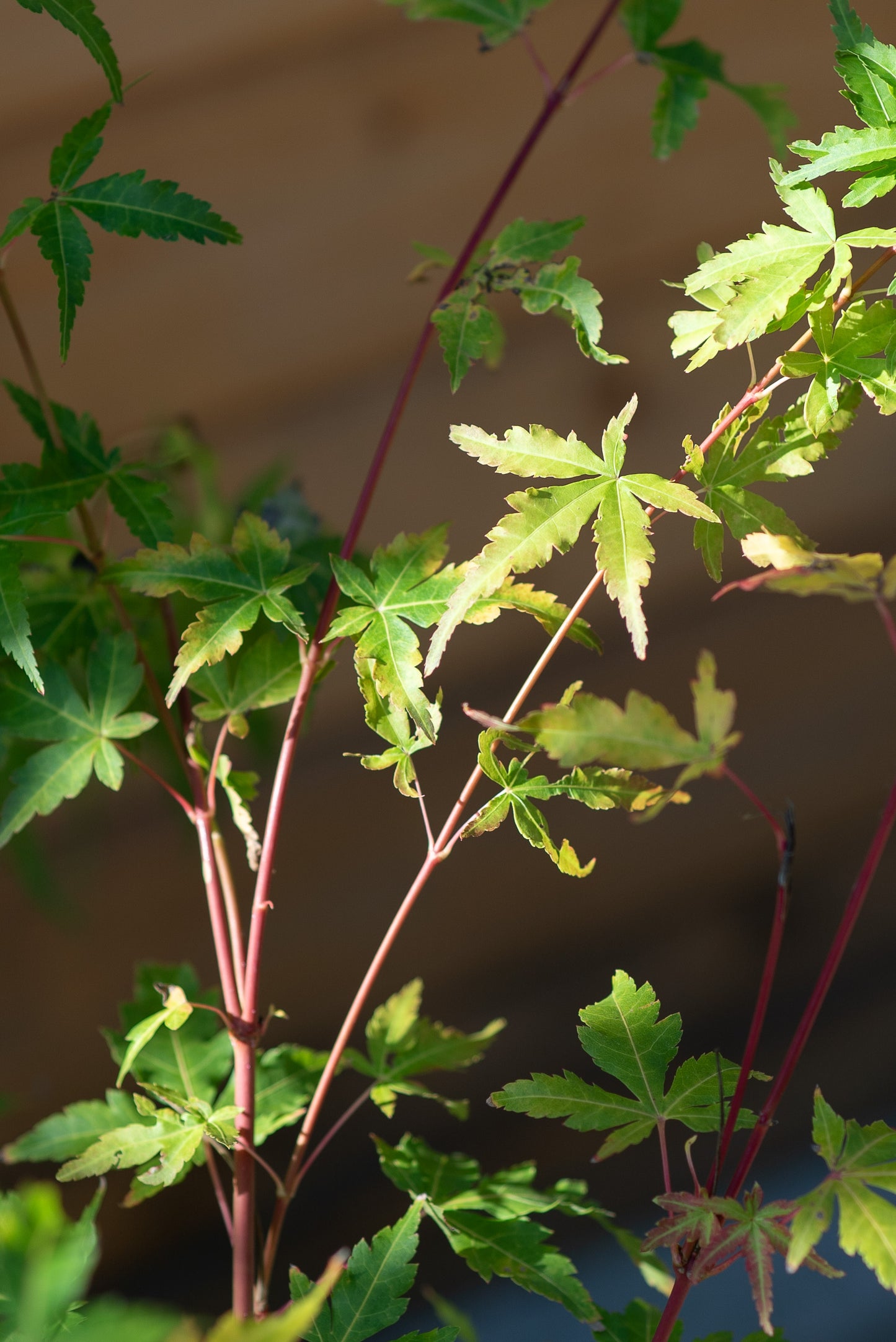 Acero Palmatum