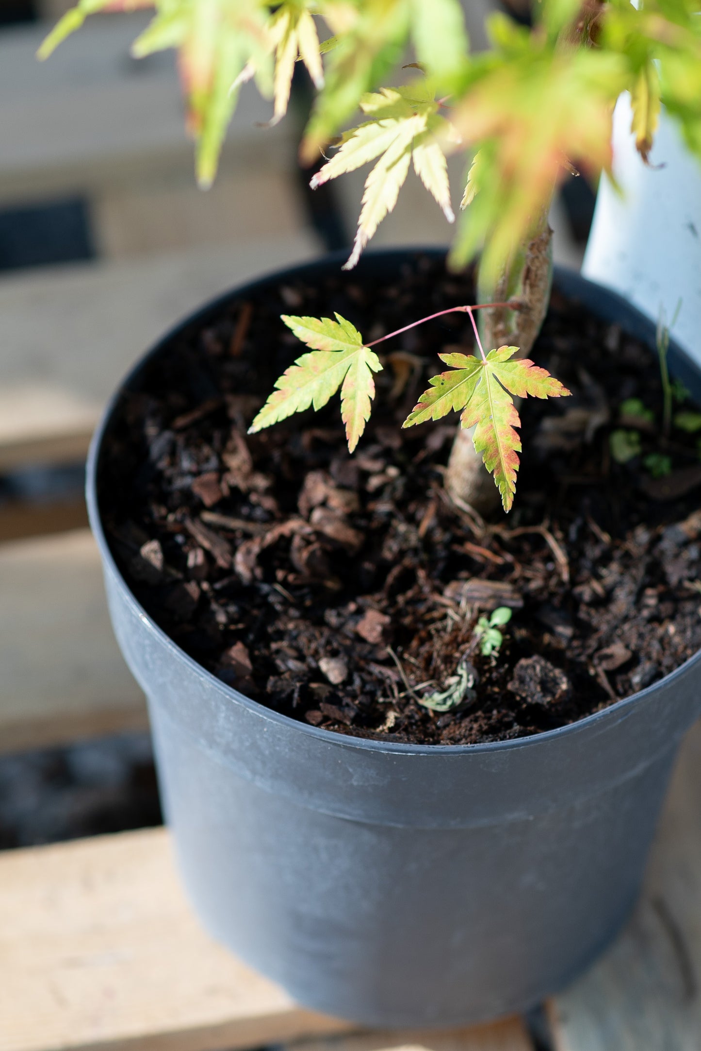 Acero Palmatum