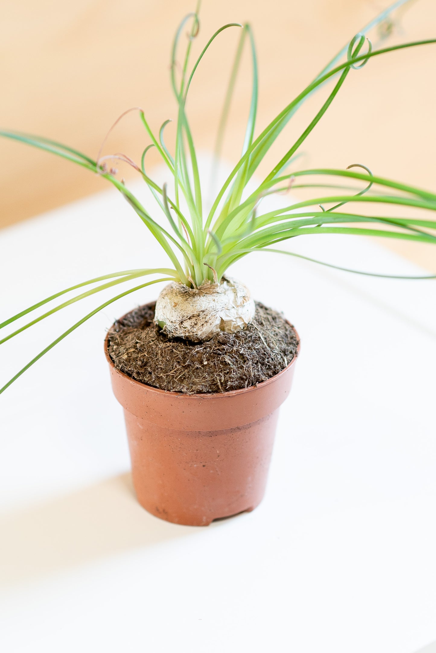 Albuca spiralis