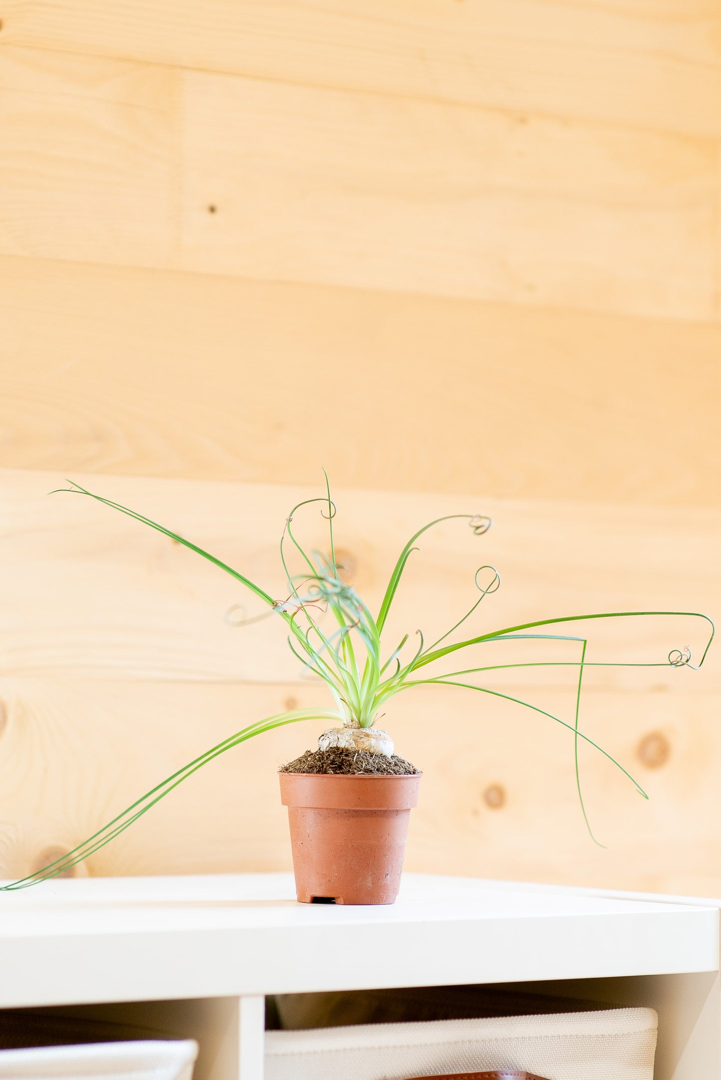 Albuca spiralis
