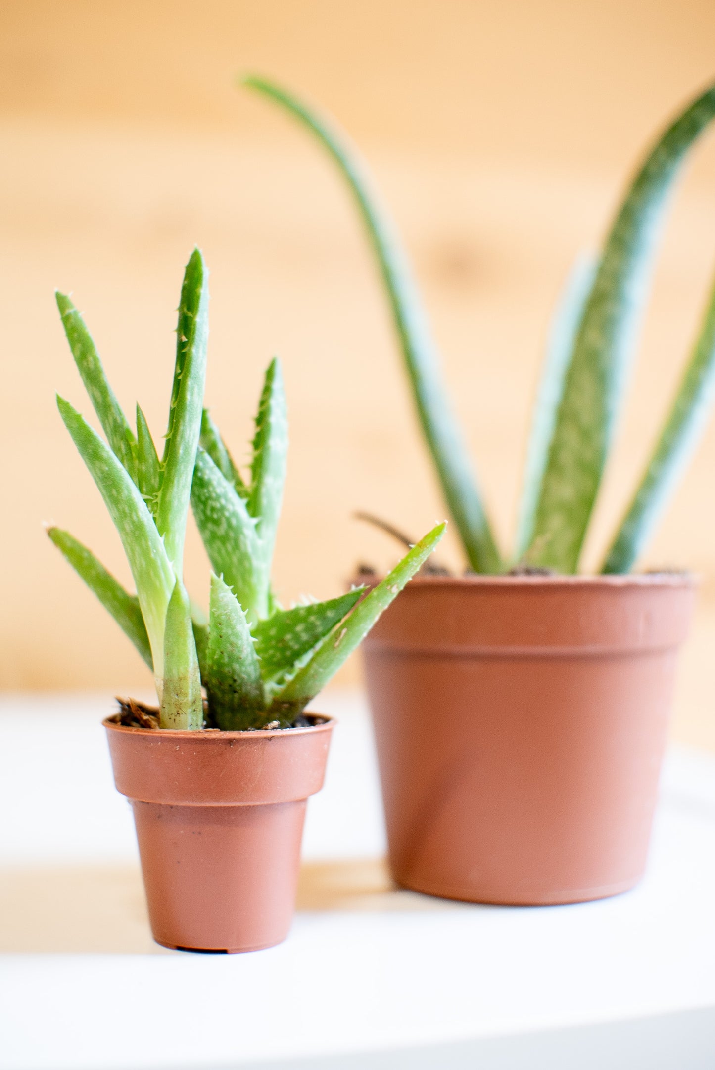 Aloe vera