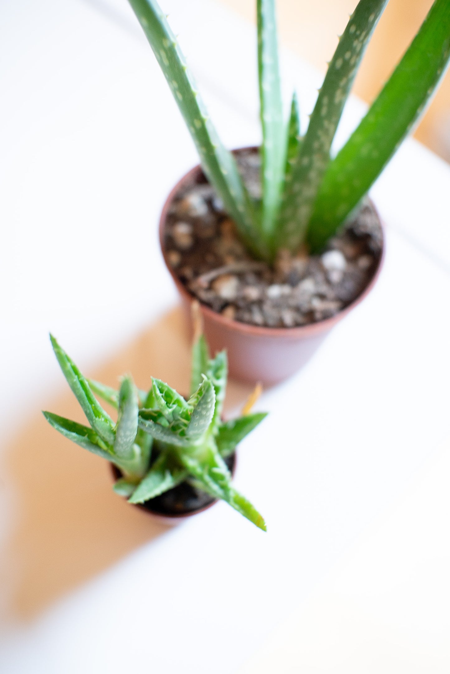 Aloe vera