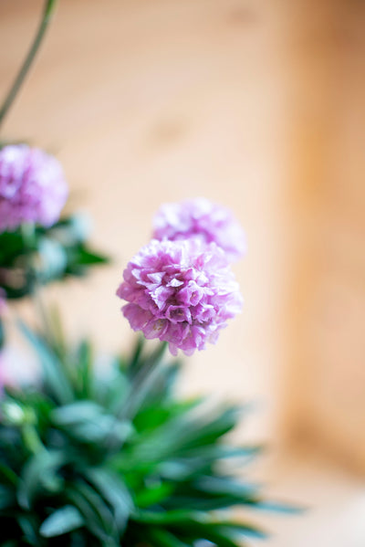 Armeria