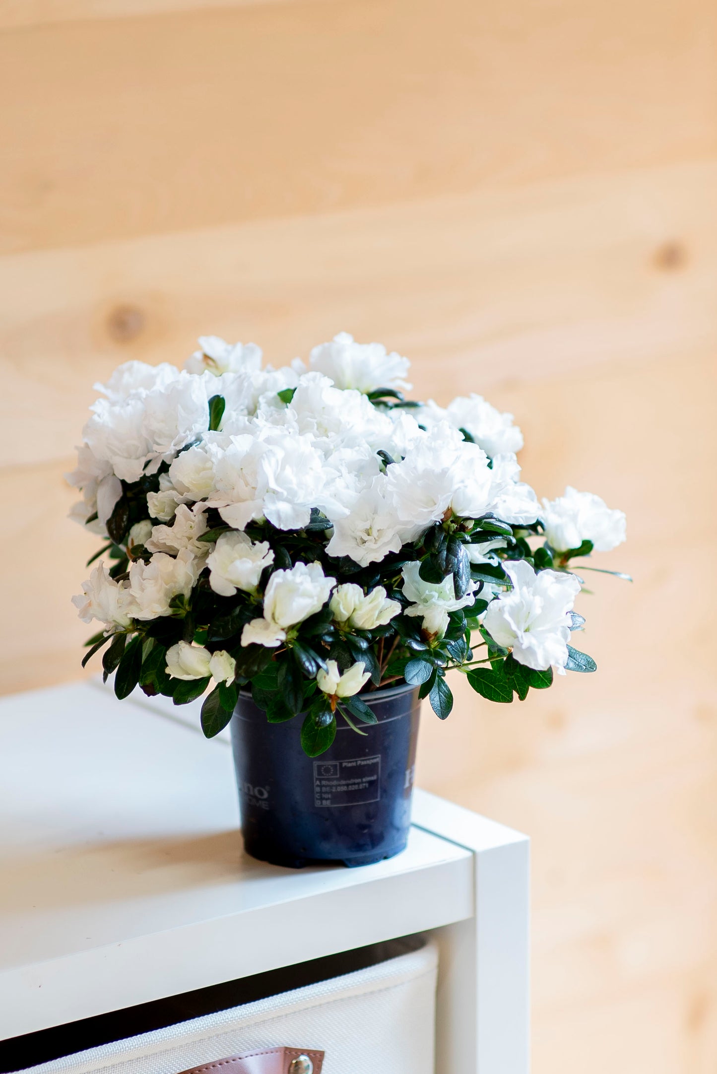 Azalea