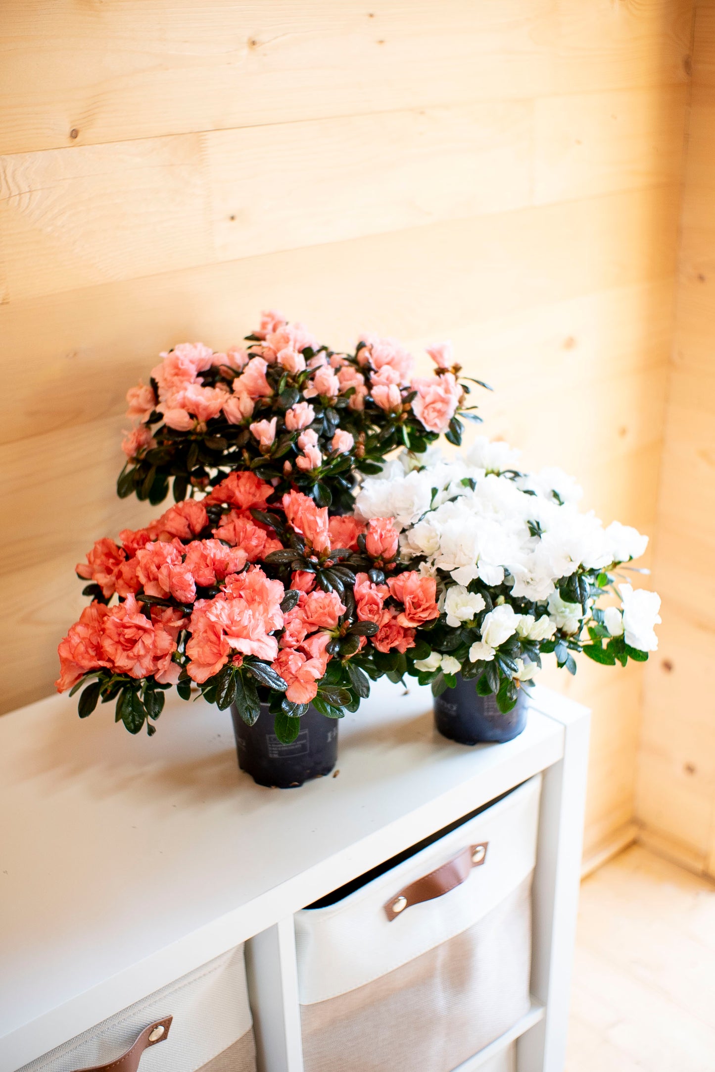 Azalea