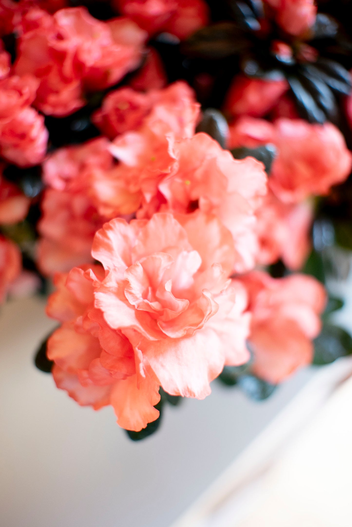 Azalea