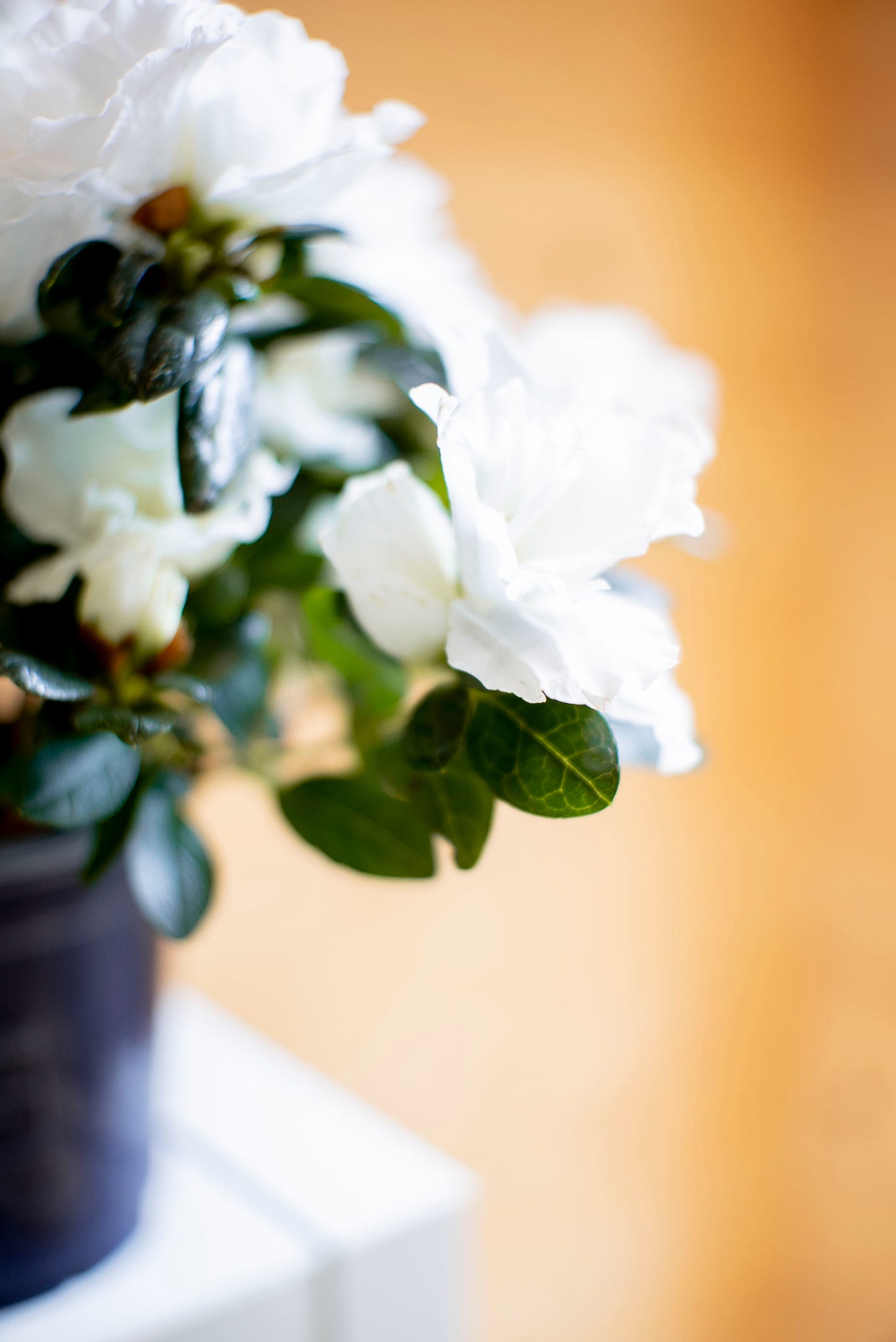 Azalea