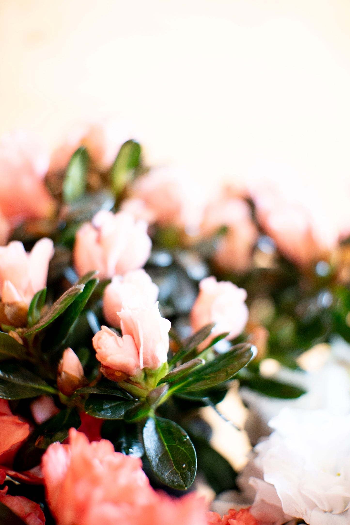 Azalea
