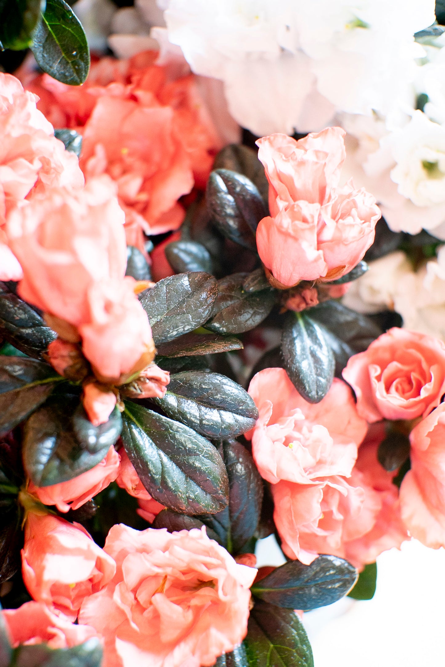 Azalea