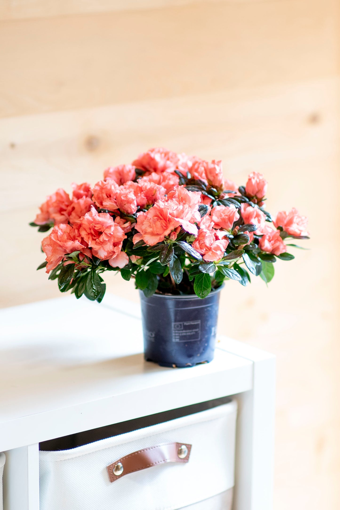 Azalea