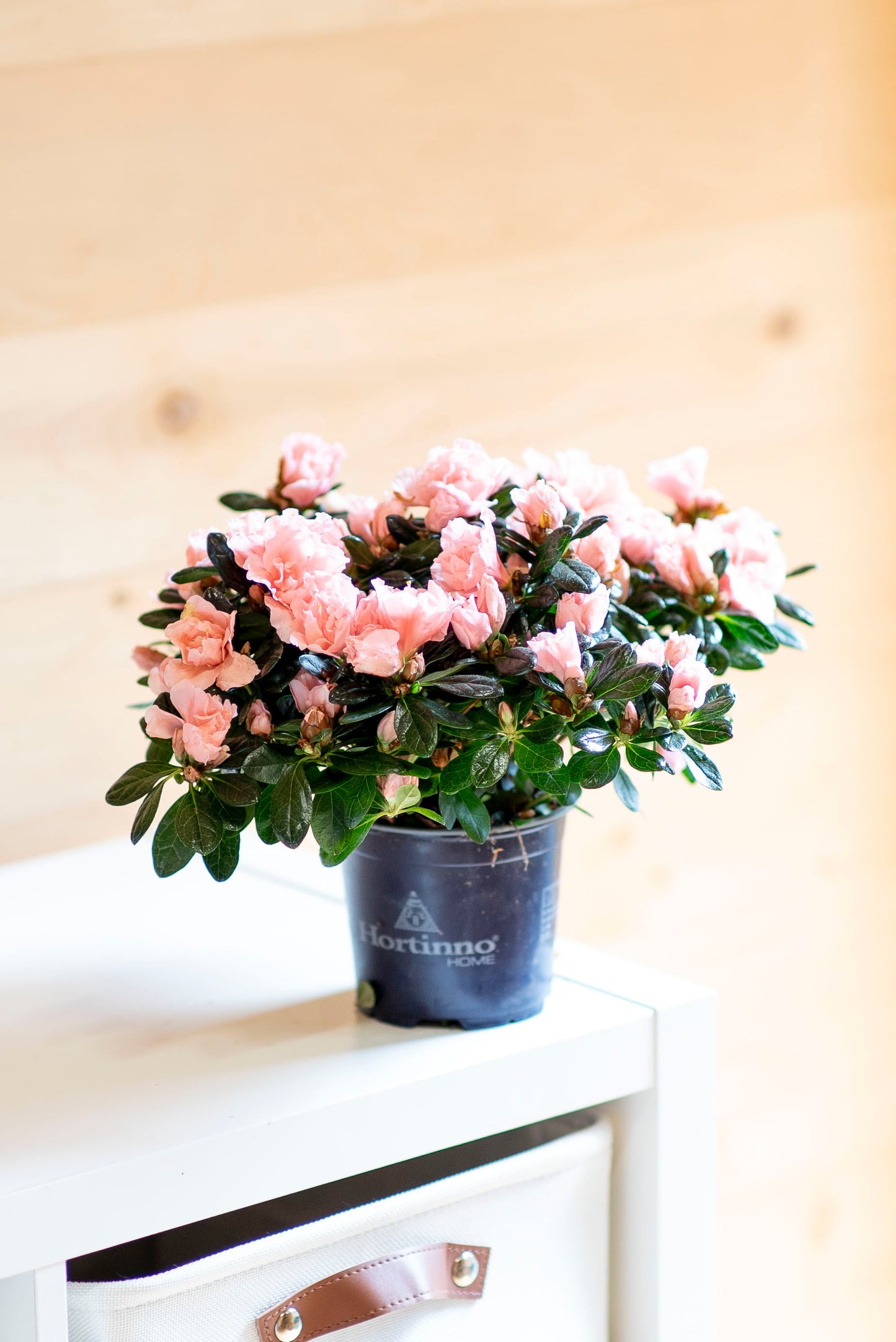 Azalea