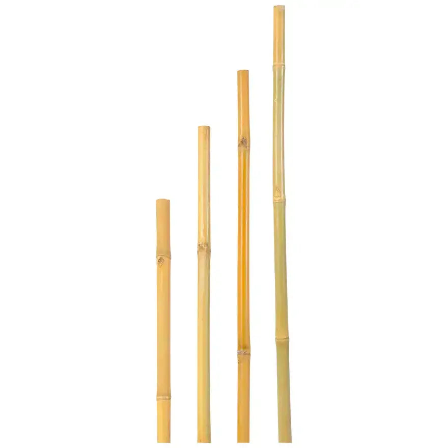Tutori Canna Bamboo