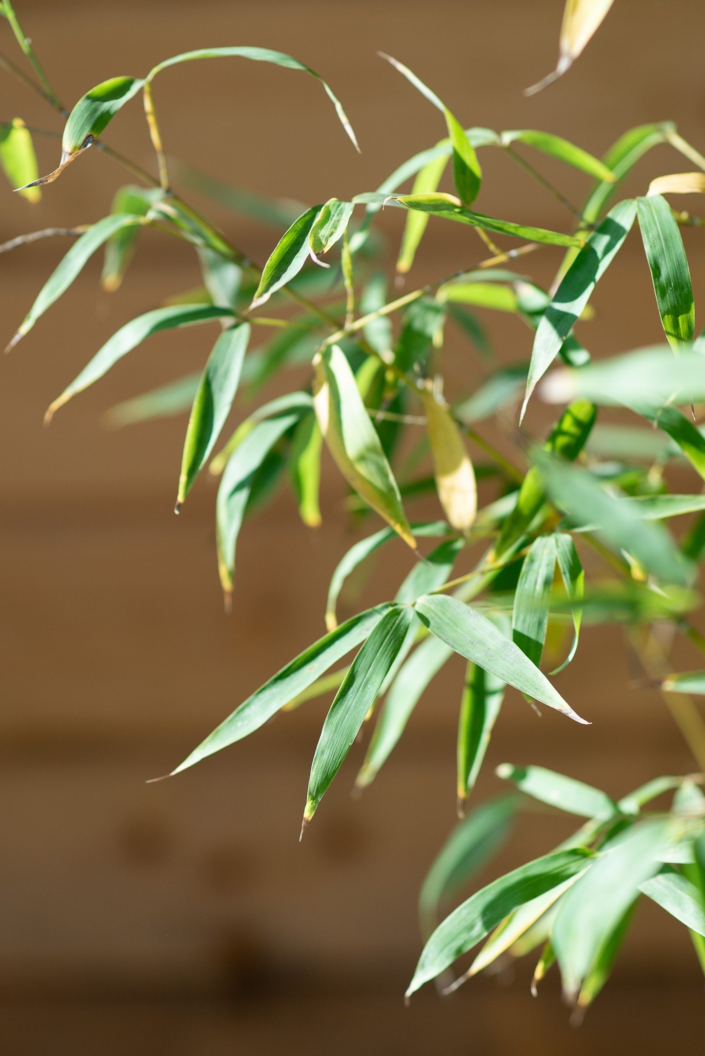 Bambù Aurea