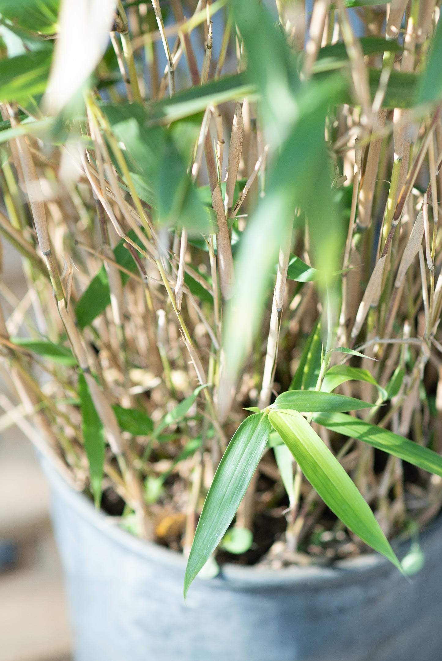 Bambu Metake