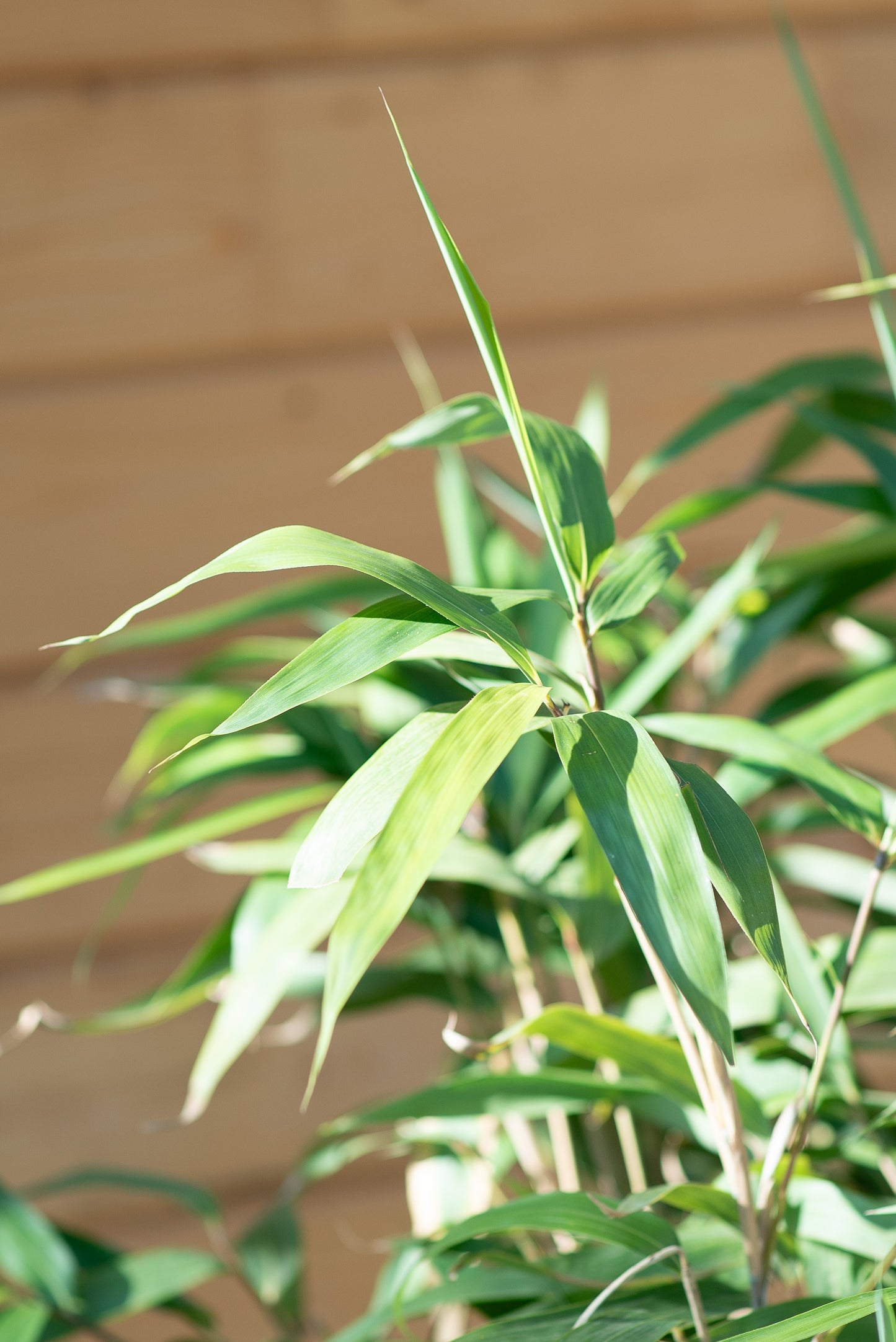 Bambu Metake