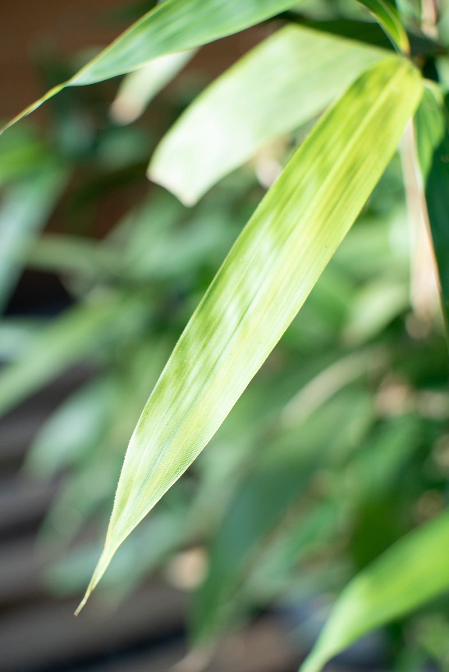 Bambu Metake