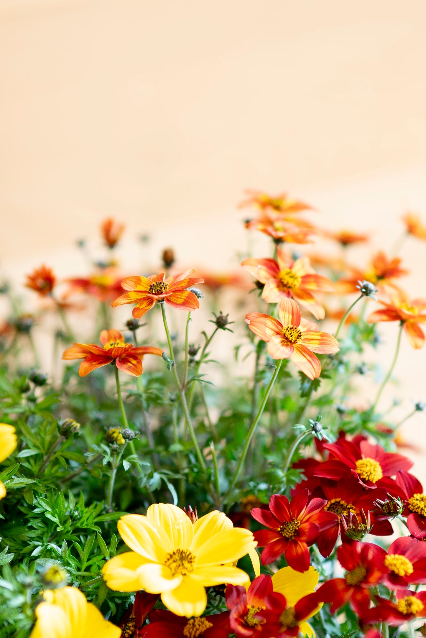 Bidens