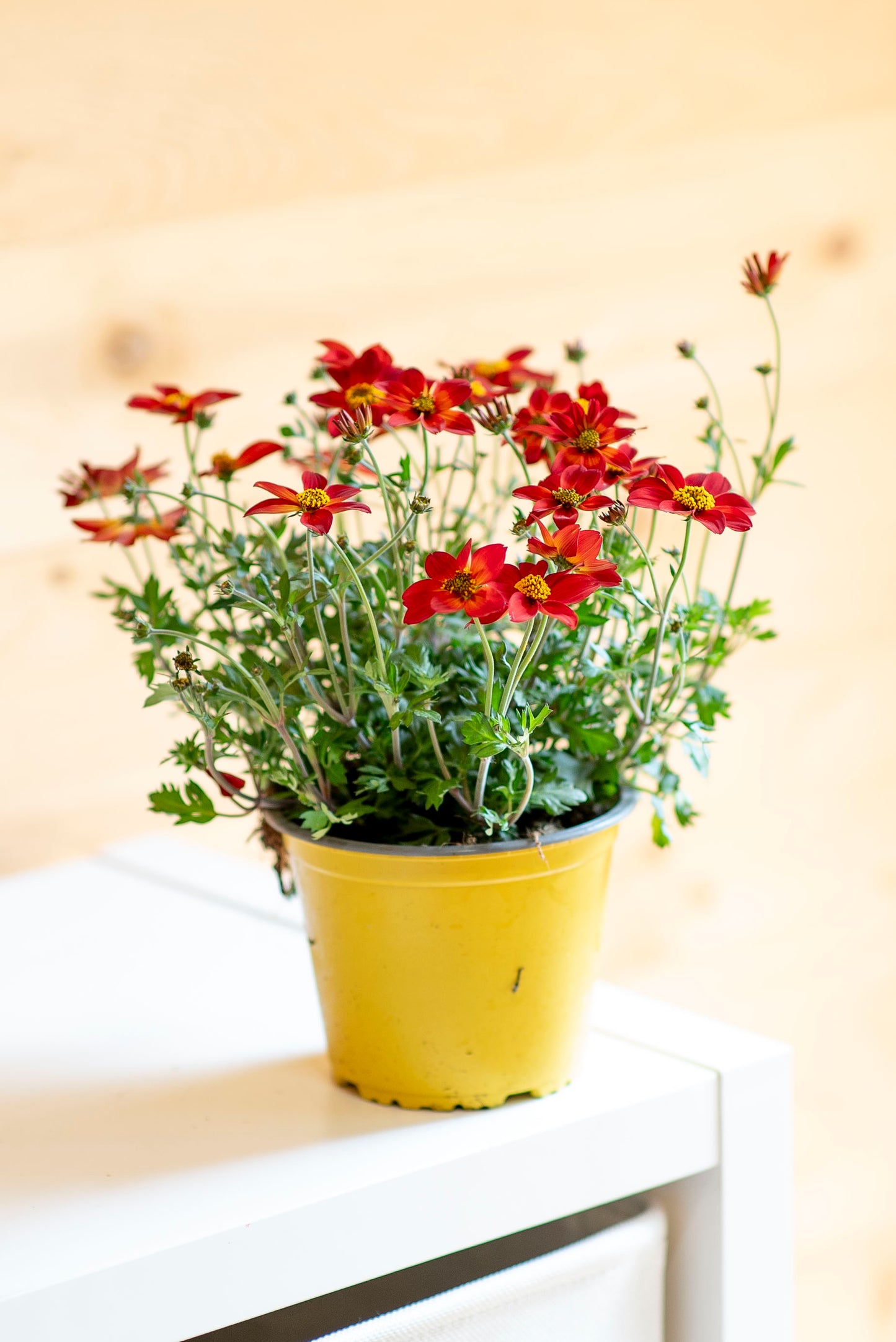 Bidens