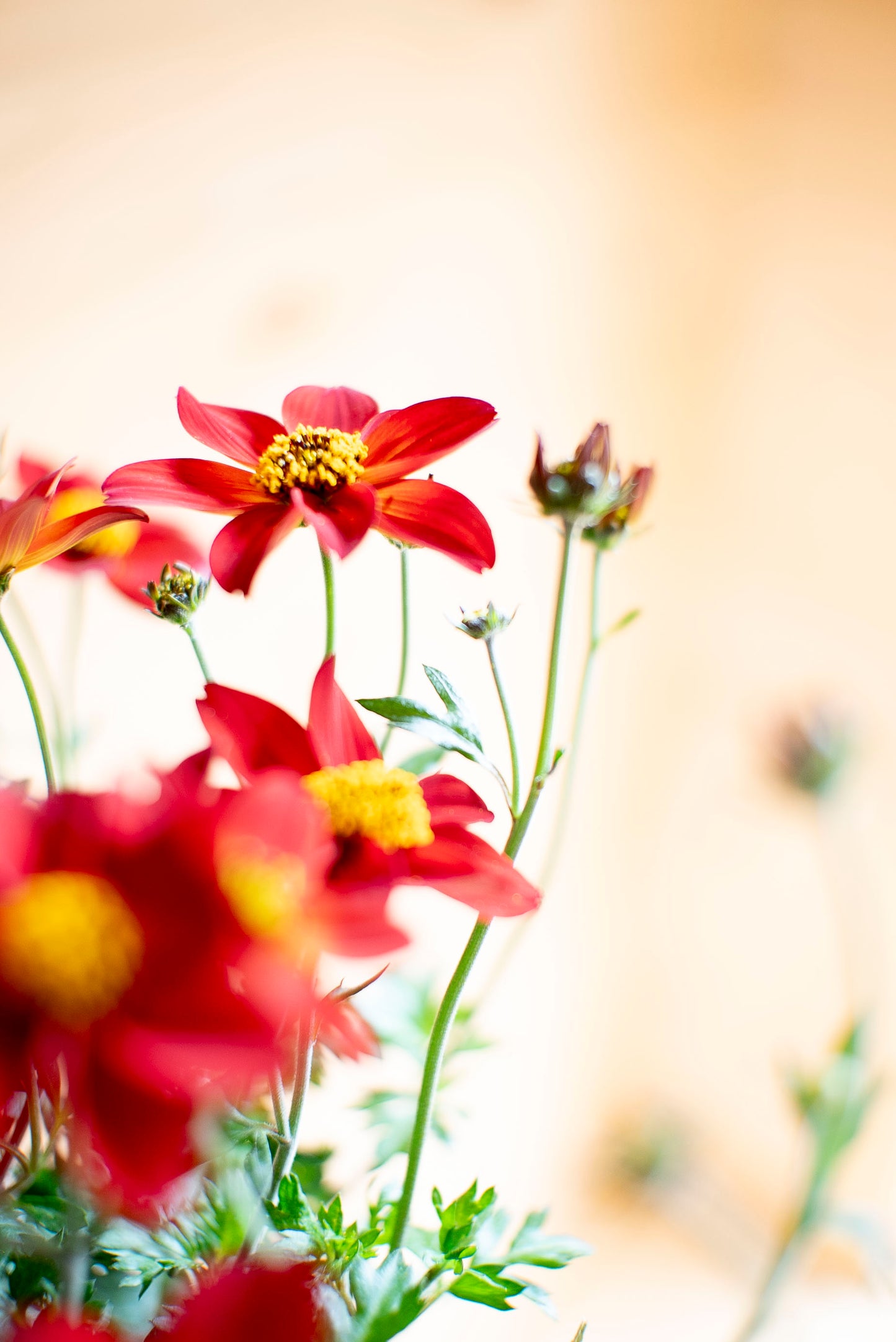 Bidens