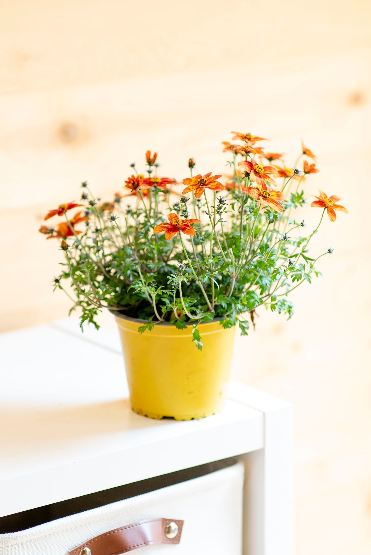 Bidens