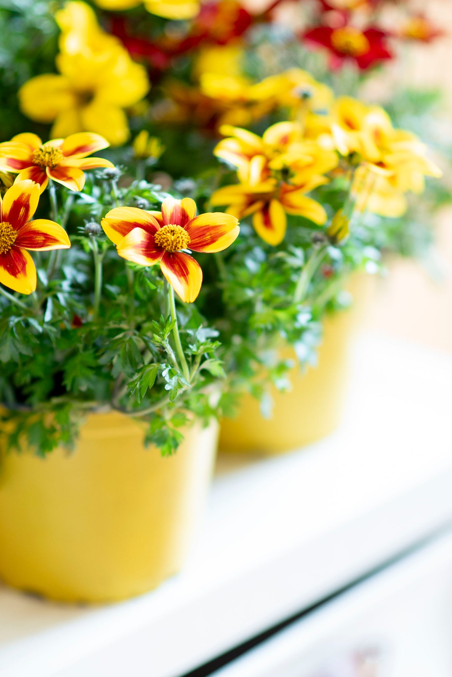 Bidens