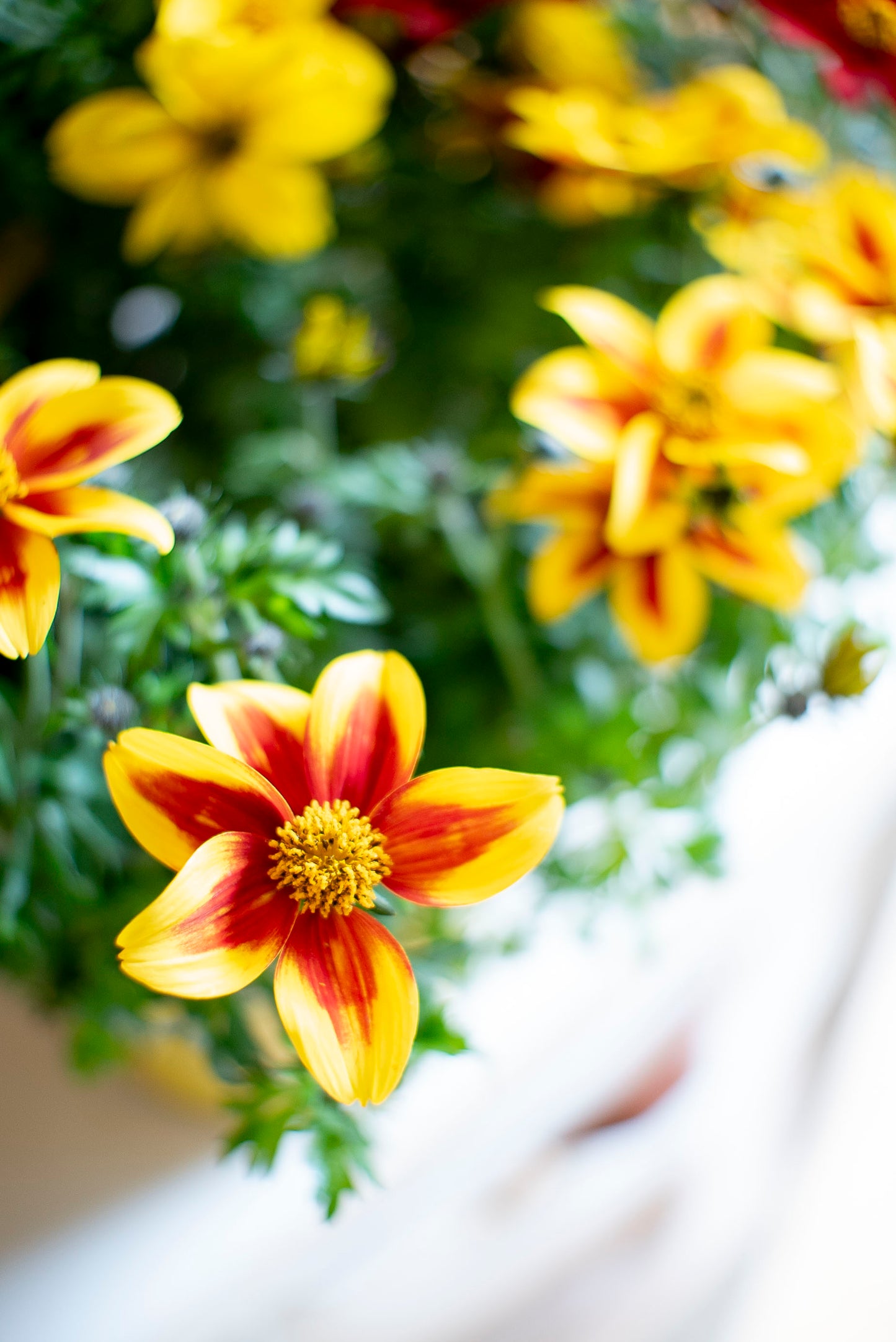 Bidens