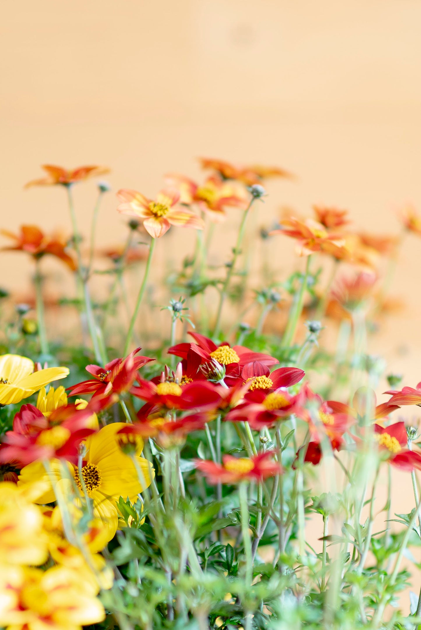 Bidens